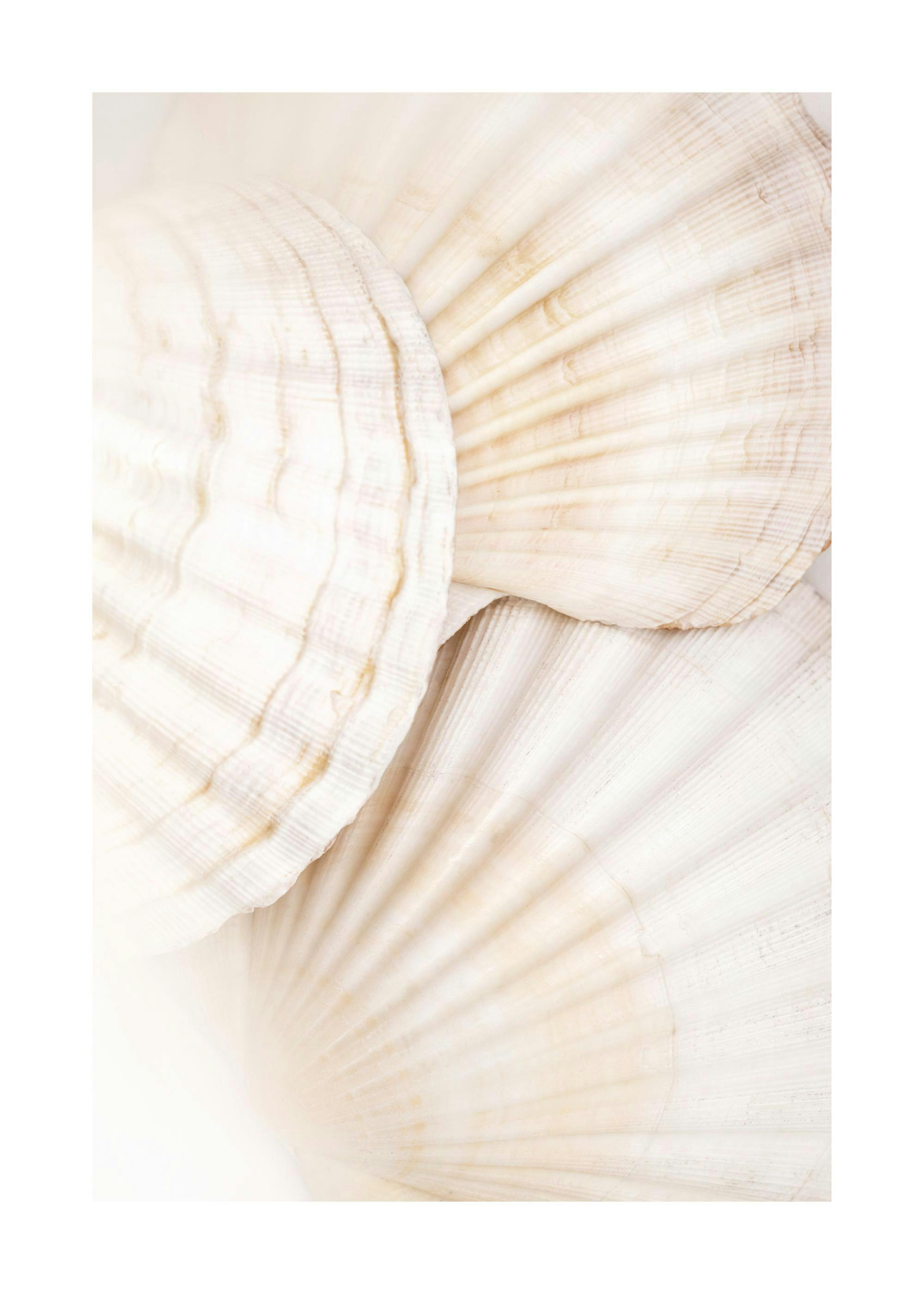 Close up seashell print poster with creamy white and light brown colors.