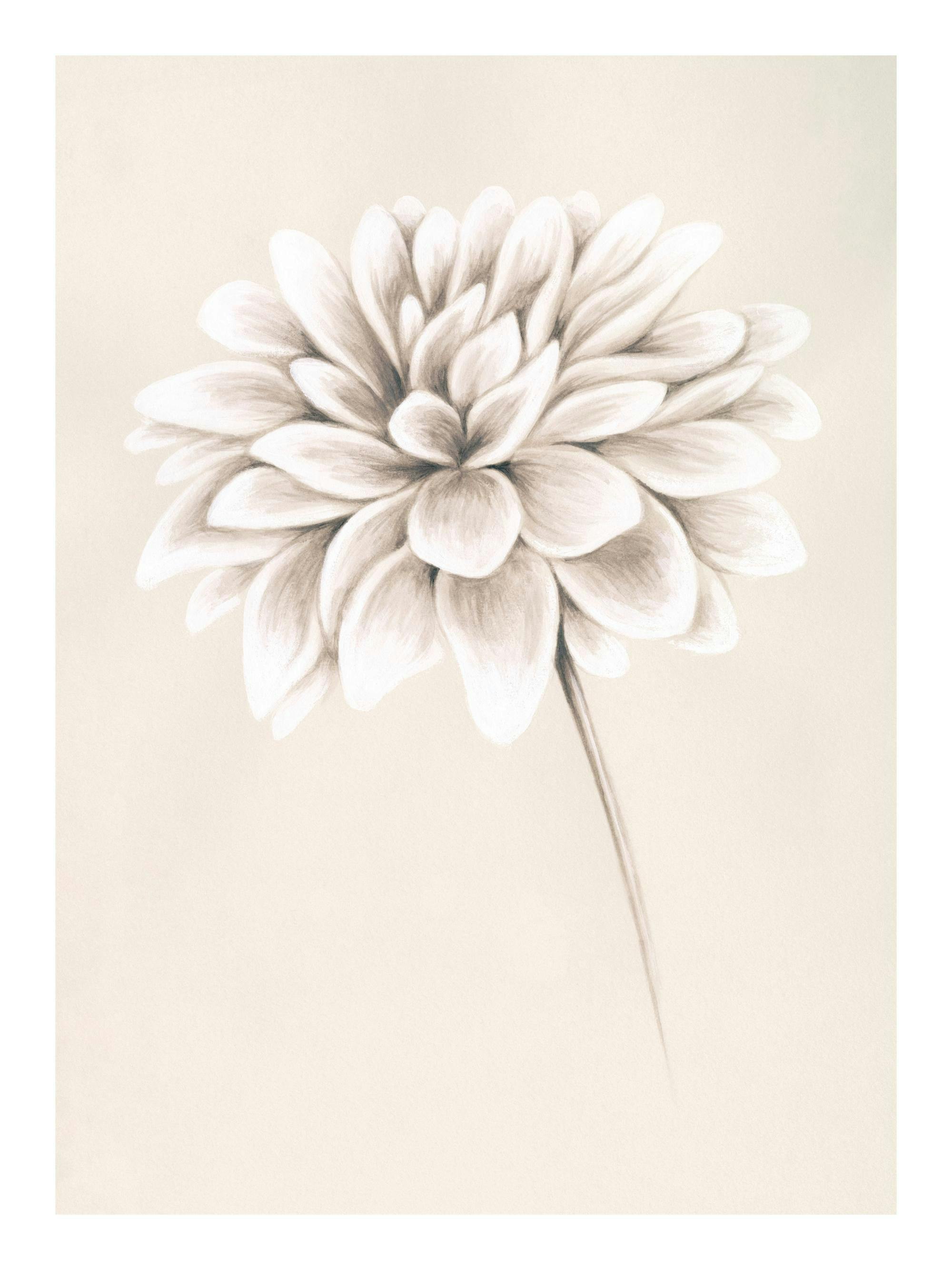 Målad vit dahlia med detaljerade kronblad mot ljusbeige bakgrund. Enkel, elegant blommig poster.