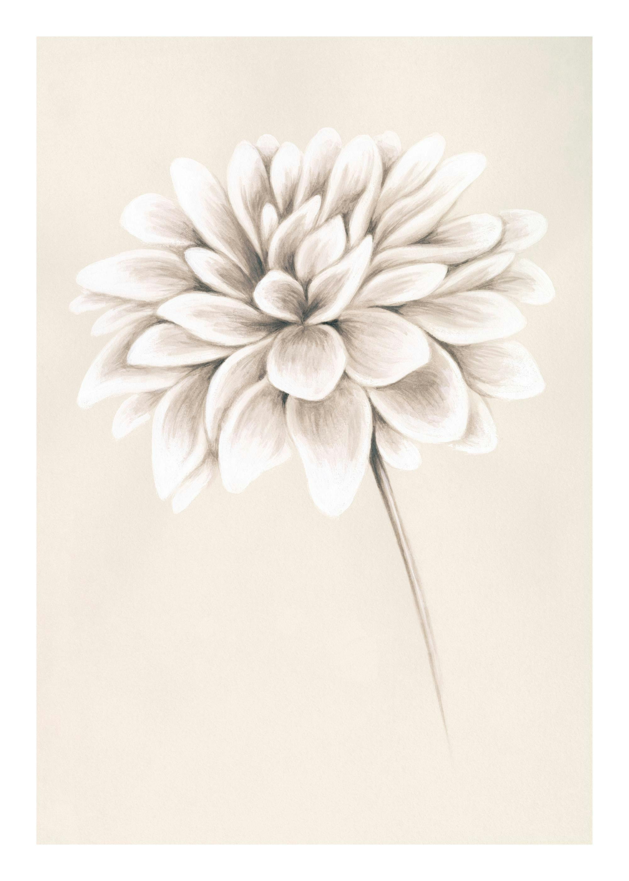 Handpainted white dahlia flower with layered petals on a light beige background, a floral wall art poster.