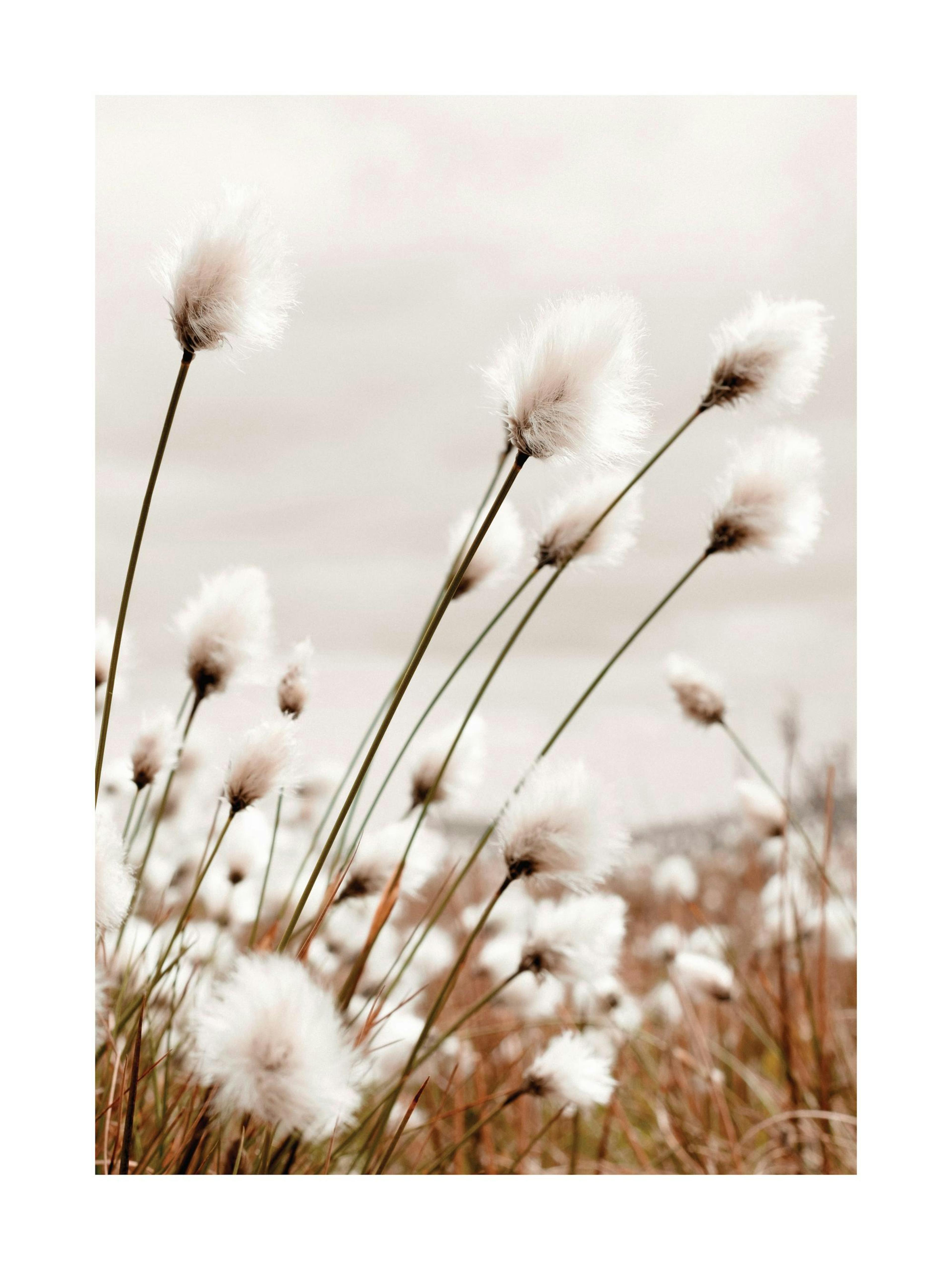 Print of white cottongrass with brown stems swaying in a field against a neutral sky for a nature poster print.