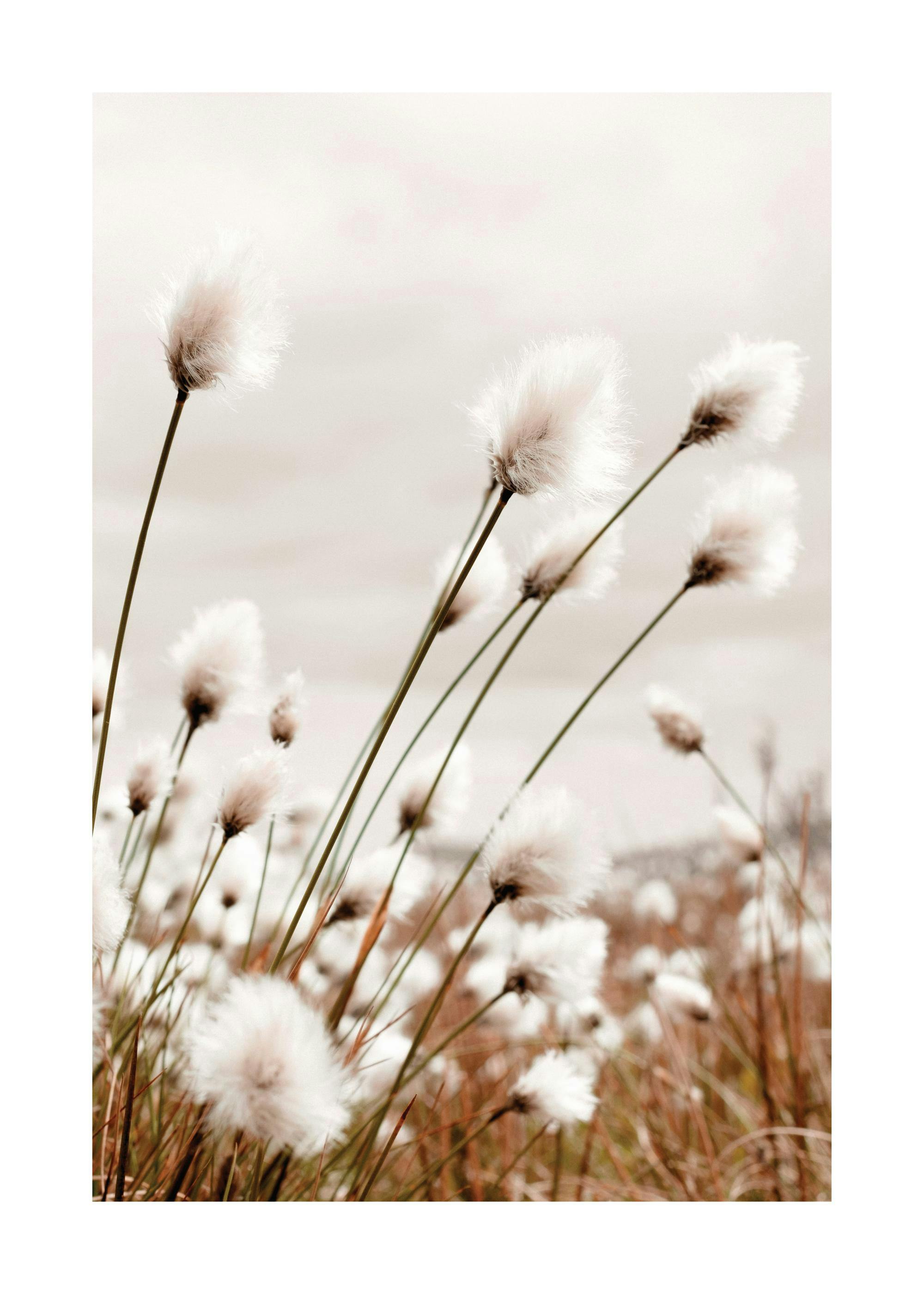 Photo print of cotton grass swaying, with soft white heads and earthy brown stems against a light background.