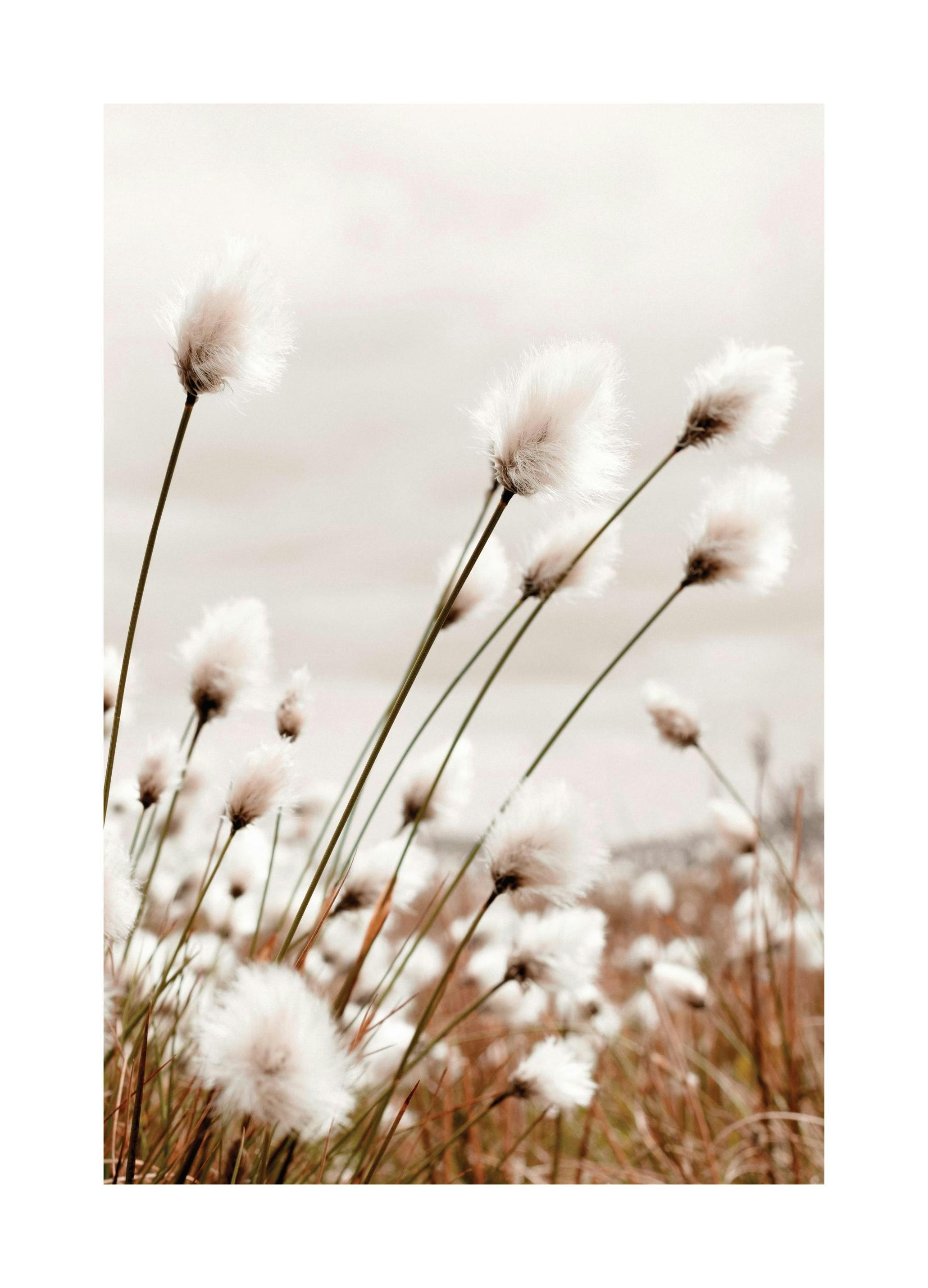 Moody Cottongrass Affiche (50x70 cm) - Affiches botaniques