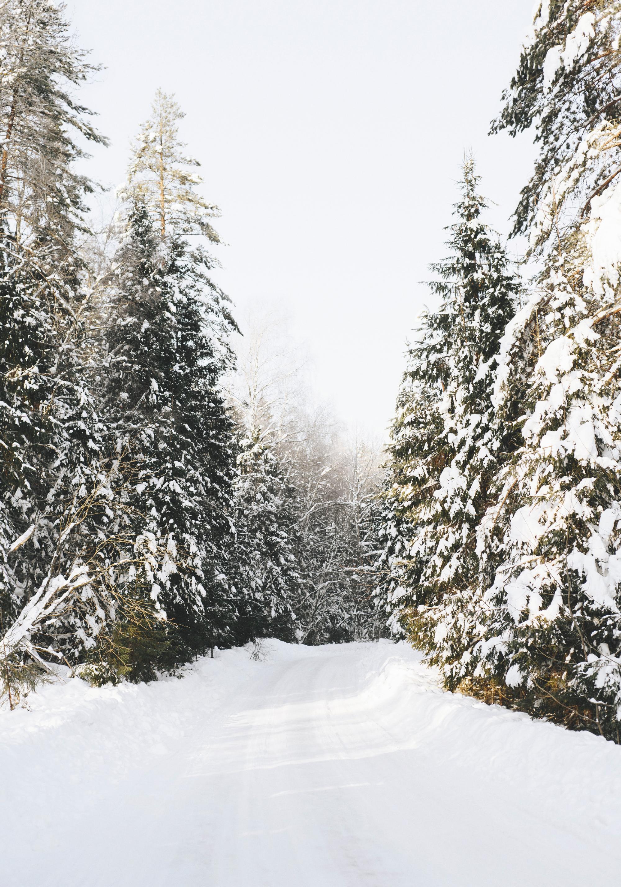 Alba Inverno Neve Quadri. Foresta su tela Wall Art. Immagine di paesaggio moderno per soggiorno Decorazioni per la casa 60x102 cm (23,6x40,1 pollici) Con cornice