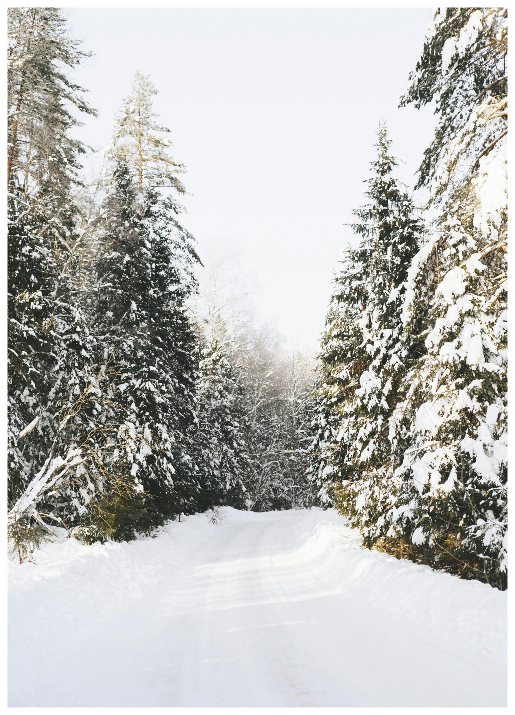 Coniferous Tree Road Print (70x100 cm)