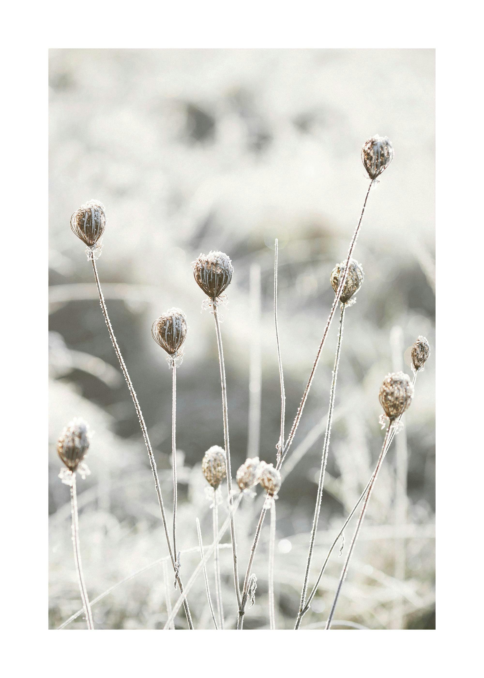 Fotoposter van bevroren zaadhulzen in een winterlandschap met een witte rand, voor woonkamer of slaapkamer.
