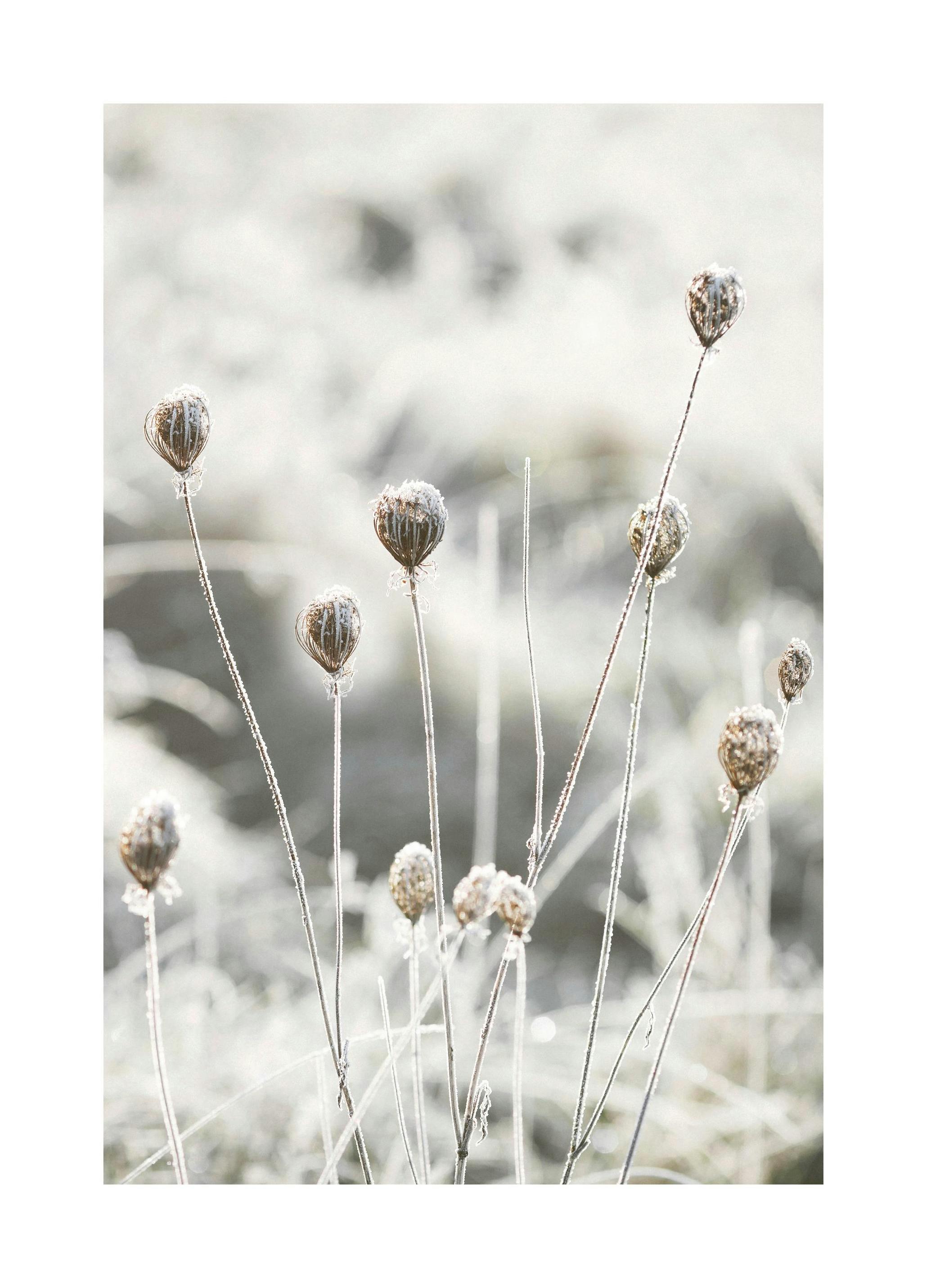 Frosty Flowers Poster (50x70 cm)- Posters de inverno