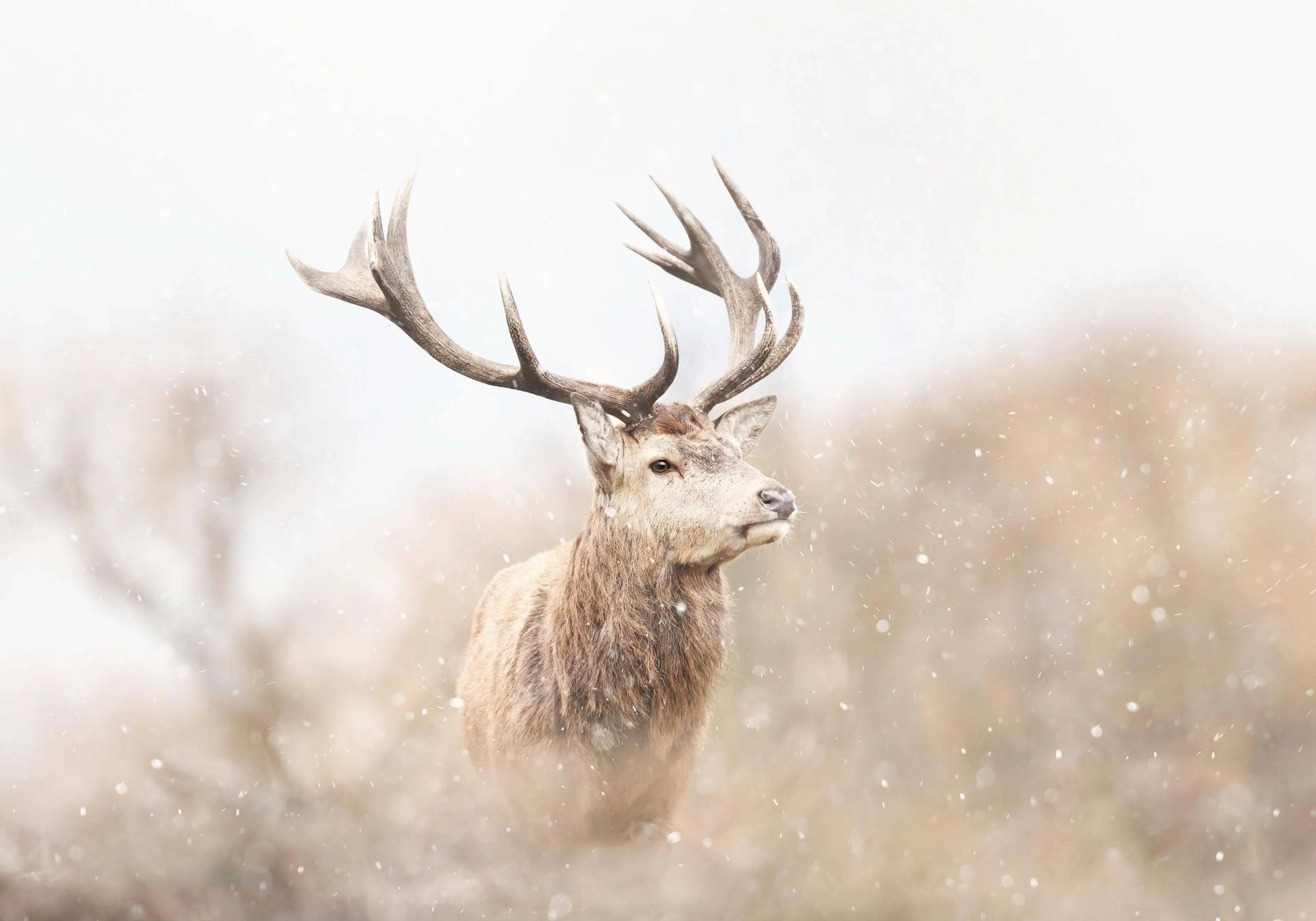 Majestic reindeer poster, a stag with antlers in a snowy landscape art print, warm beige tones wall decor
