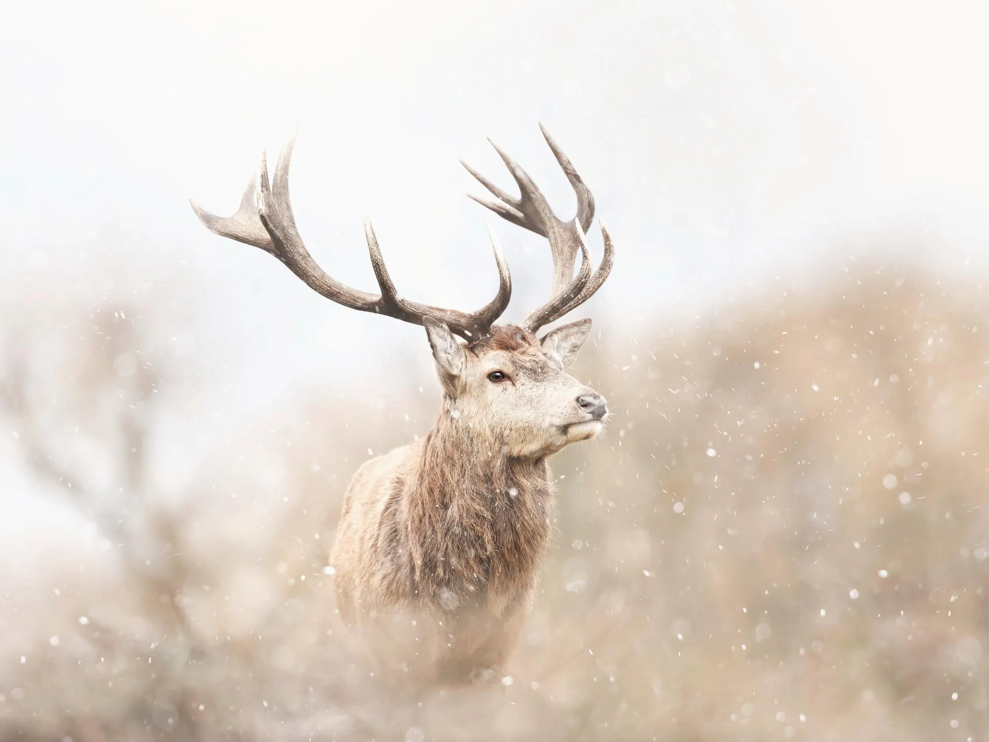 Majestic Reindeer Print 30x40 cm