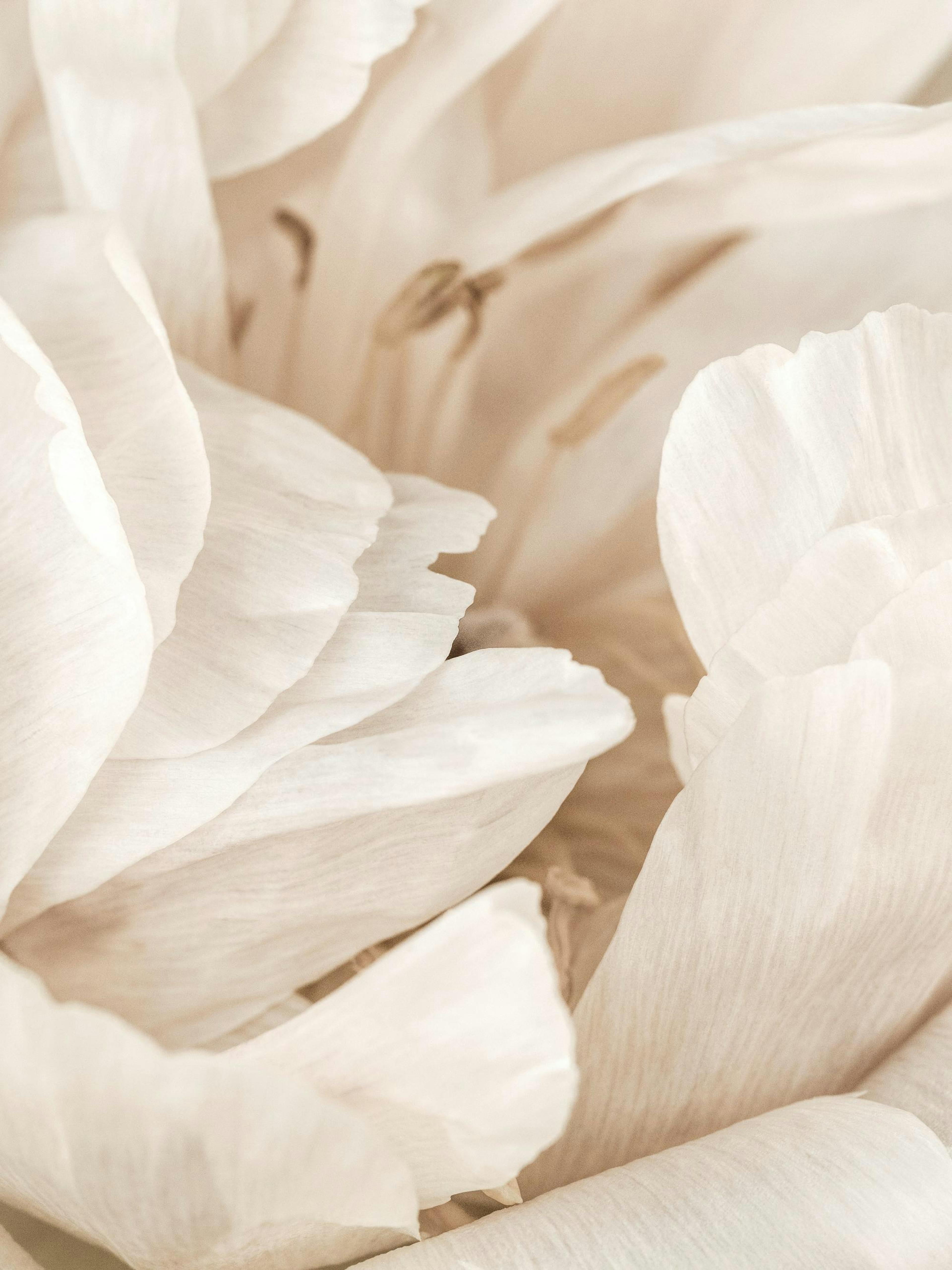 Nærbilde av myke, hvite blomsterblader med synlige støvbærere i midten, skaper en følelse av ro og renhet.