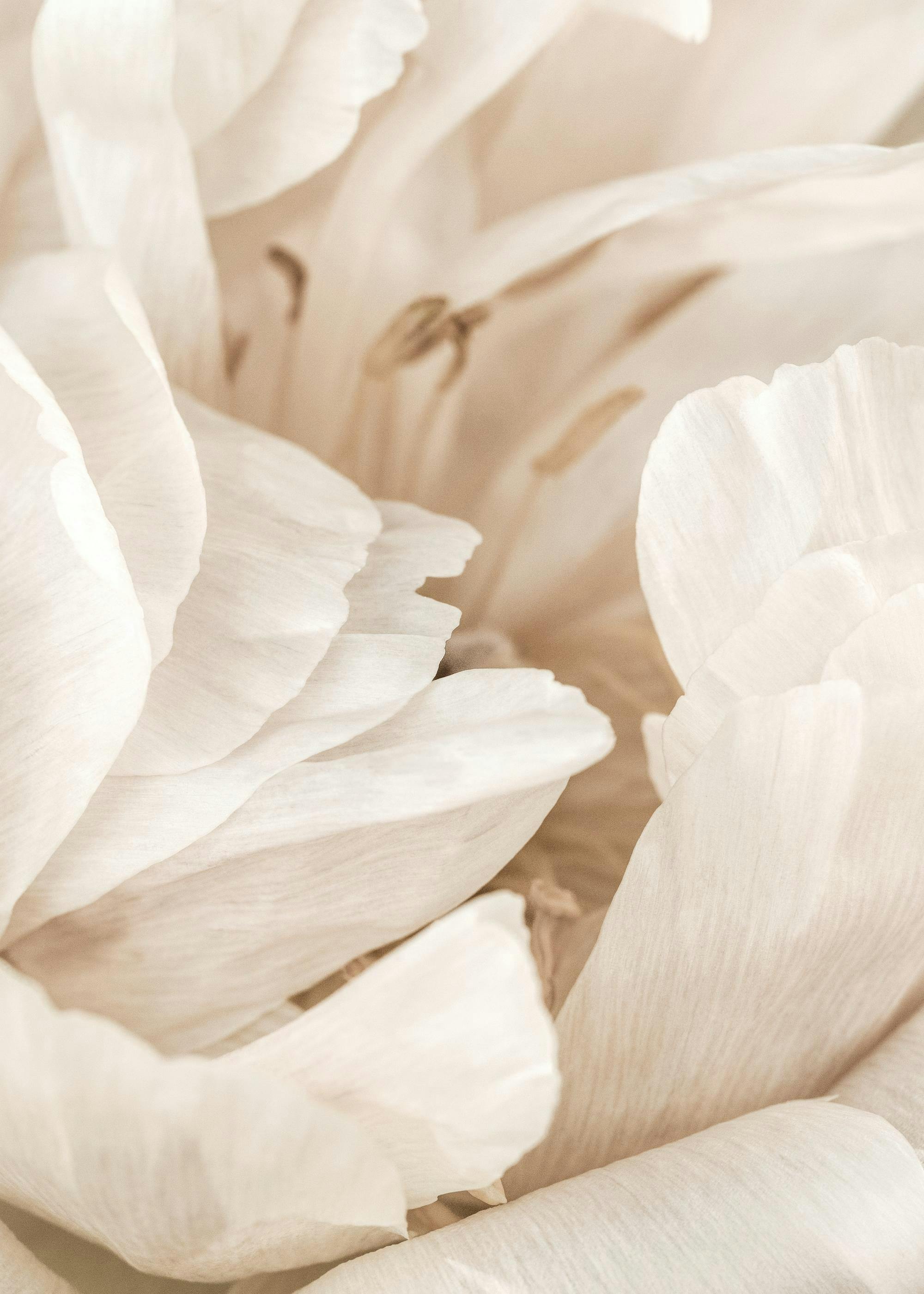 Affiche de pétales de fleurs blanches et étamines, style gros plan, texture douce
