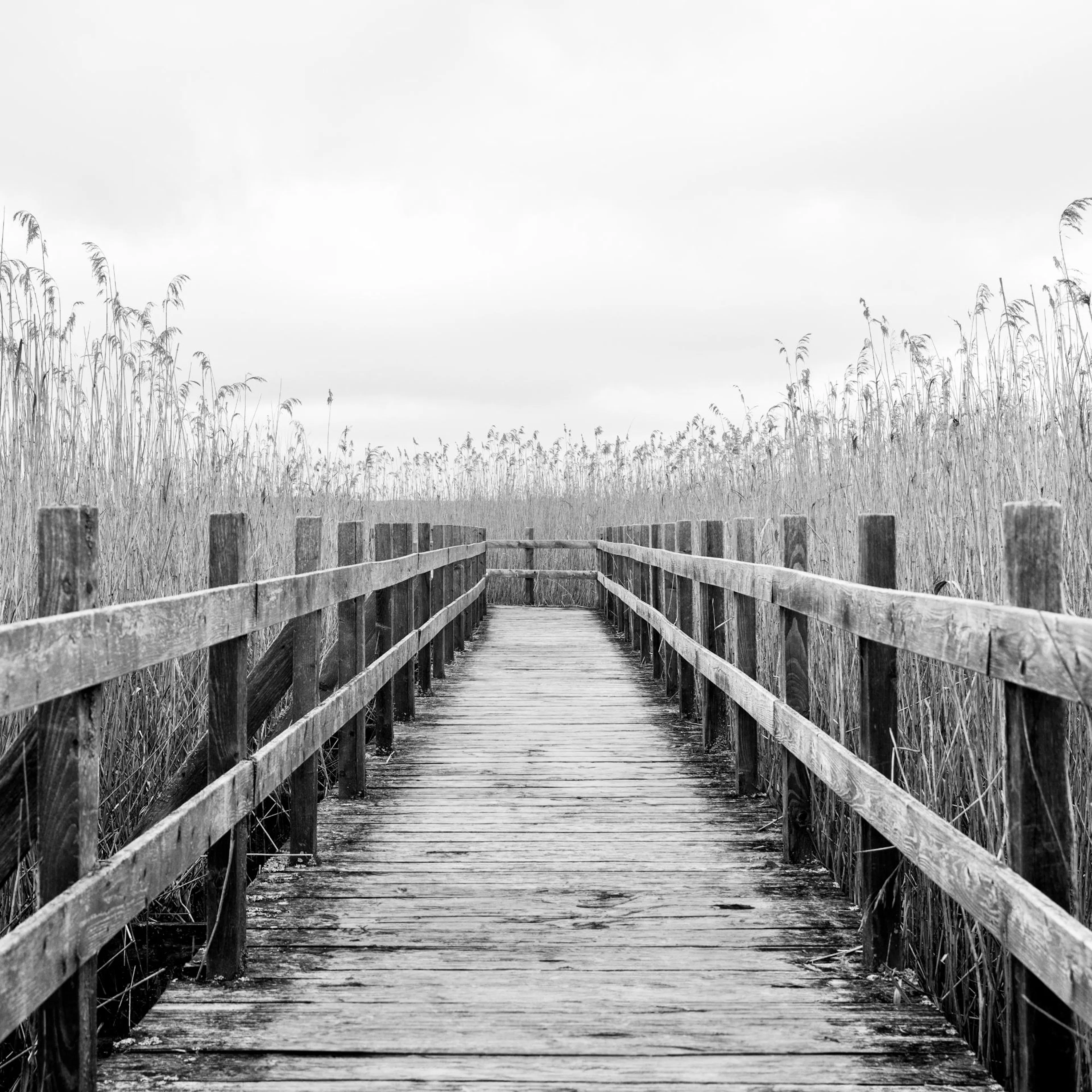 Black and white photograph of a wooden dock leading through tall reeds under an overcast sky, nature print.