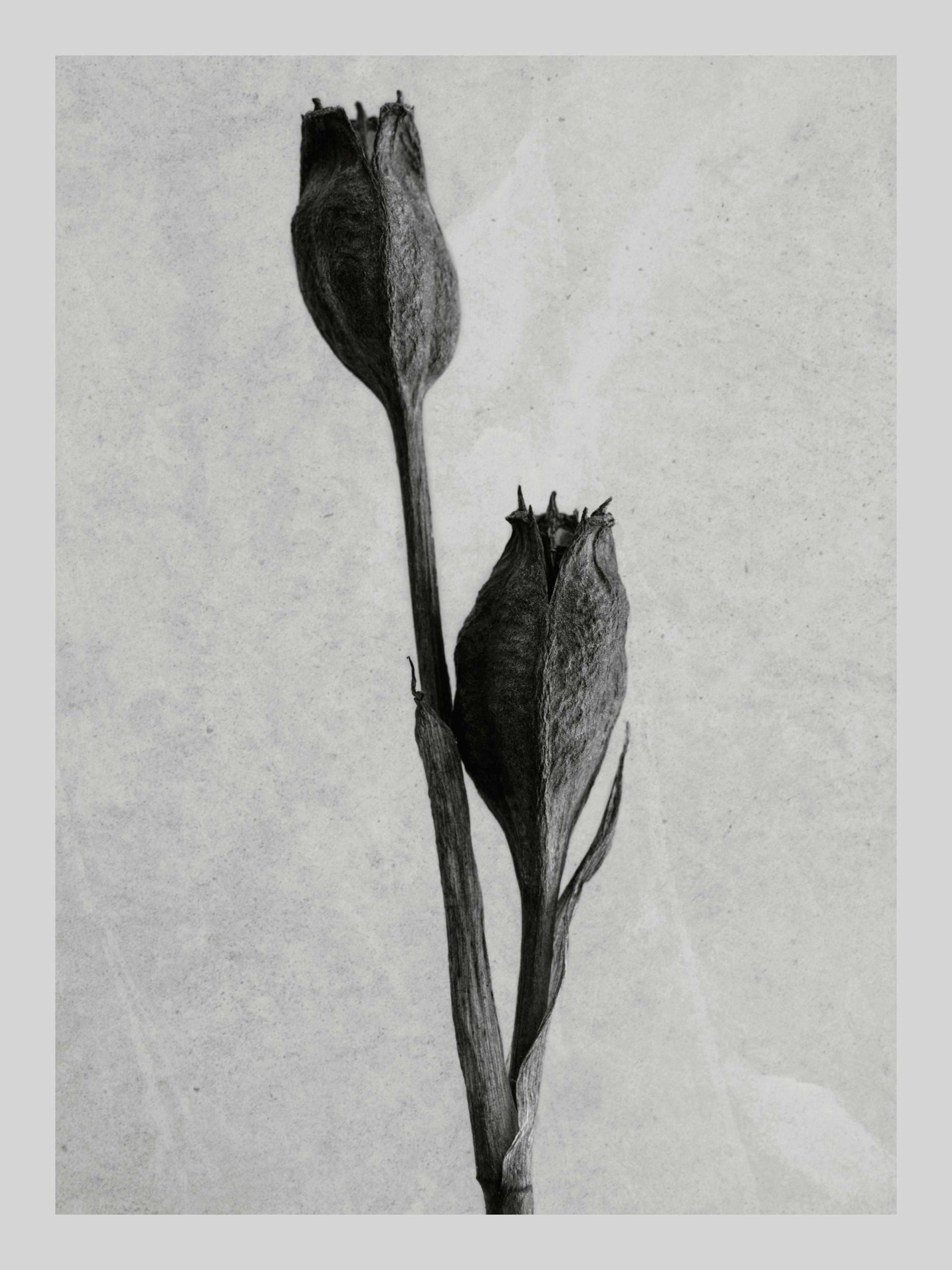 Poster fotografico in bianco e nero di iris essiccati con sfondo testurizzato grigio. Arte botanica senza tempo.