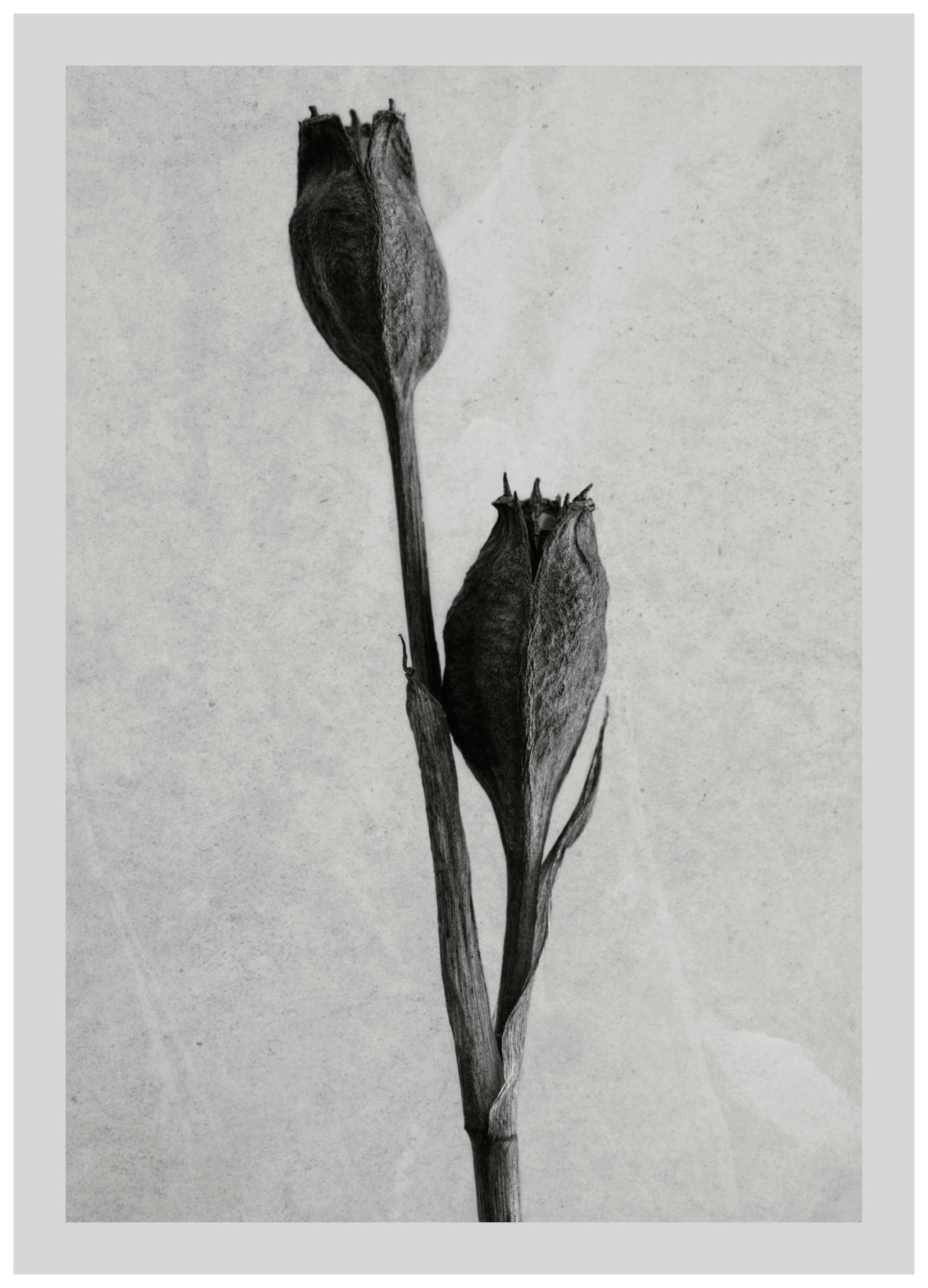 Still Life Iris Poster (50x70 cm)