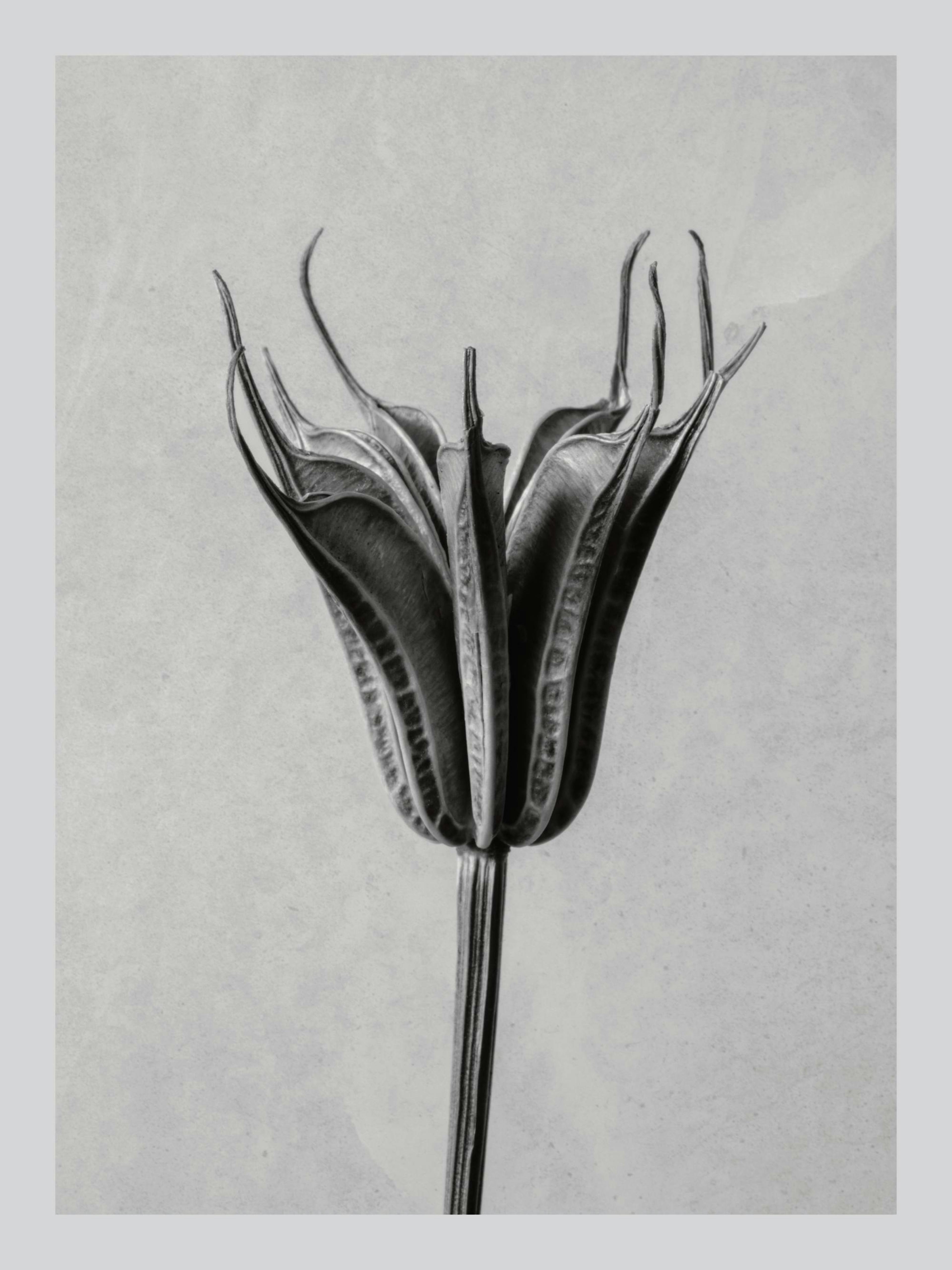 Czarno-biały plakat przedstawiający suszoną roślinę z otwartymi strąkami nasion, ukazującą detale botaniczne.