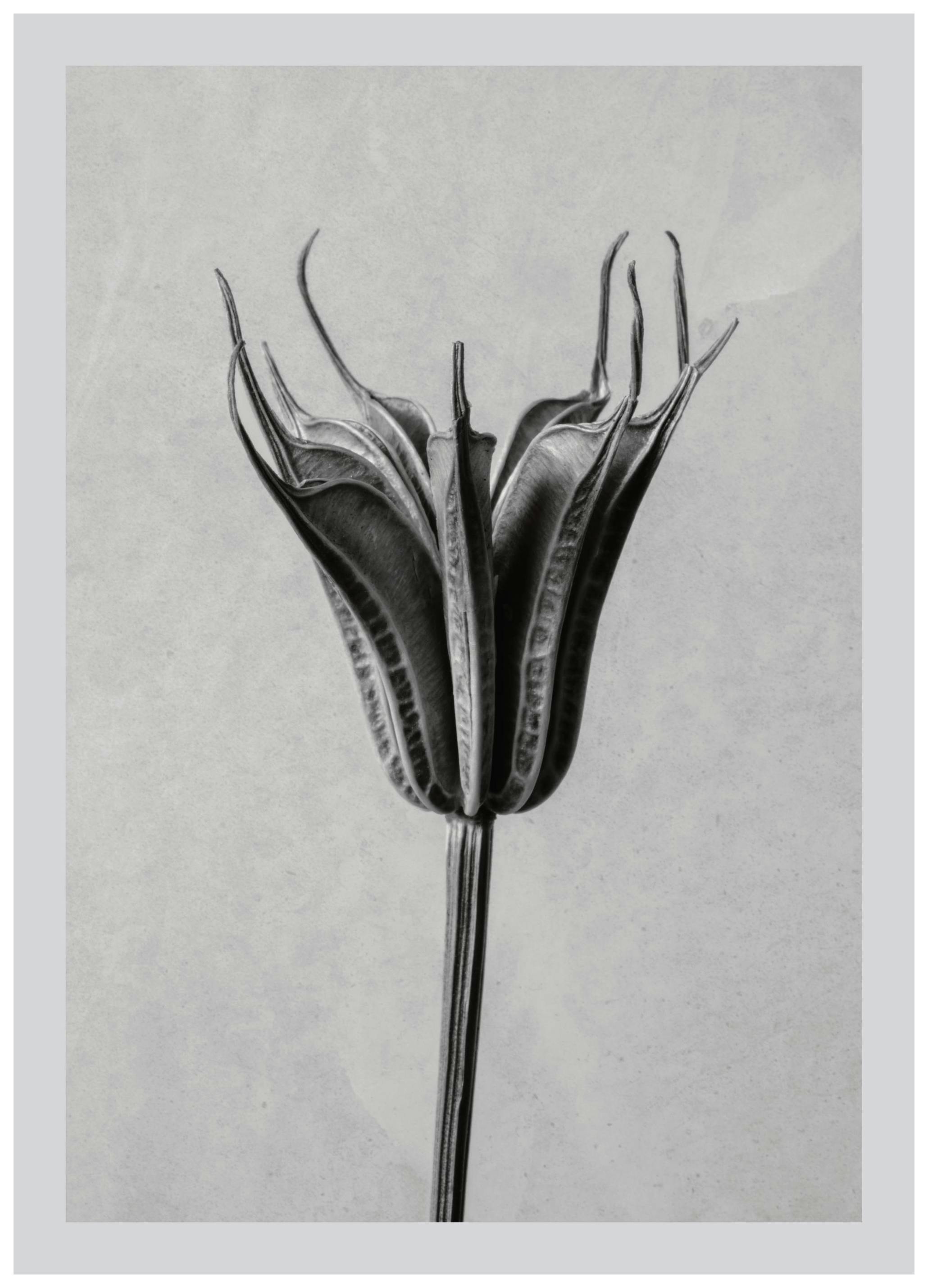 Prints - Still Life Dried Plant Print (50x70 cm) - Botanical prints