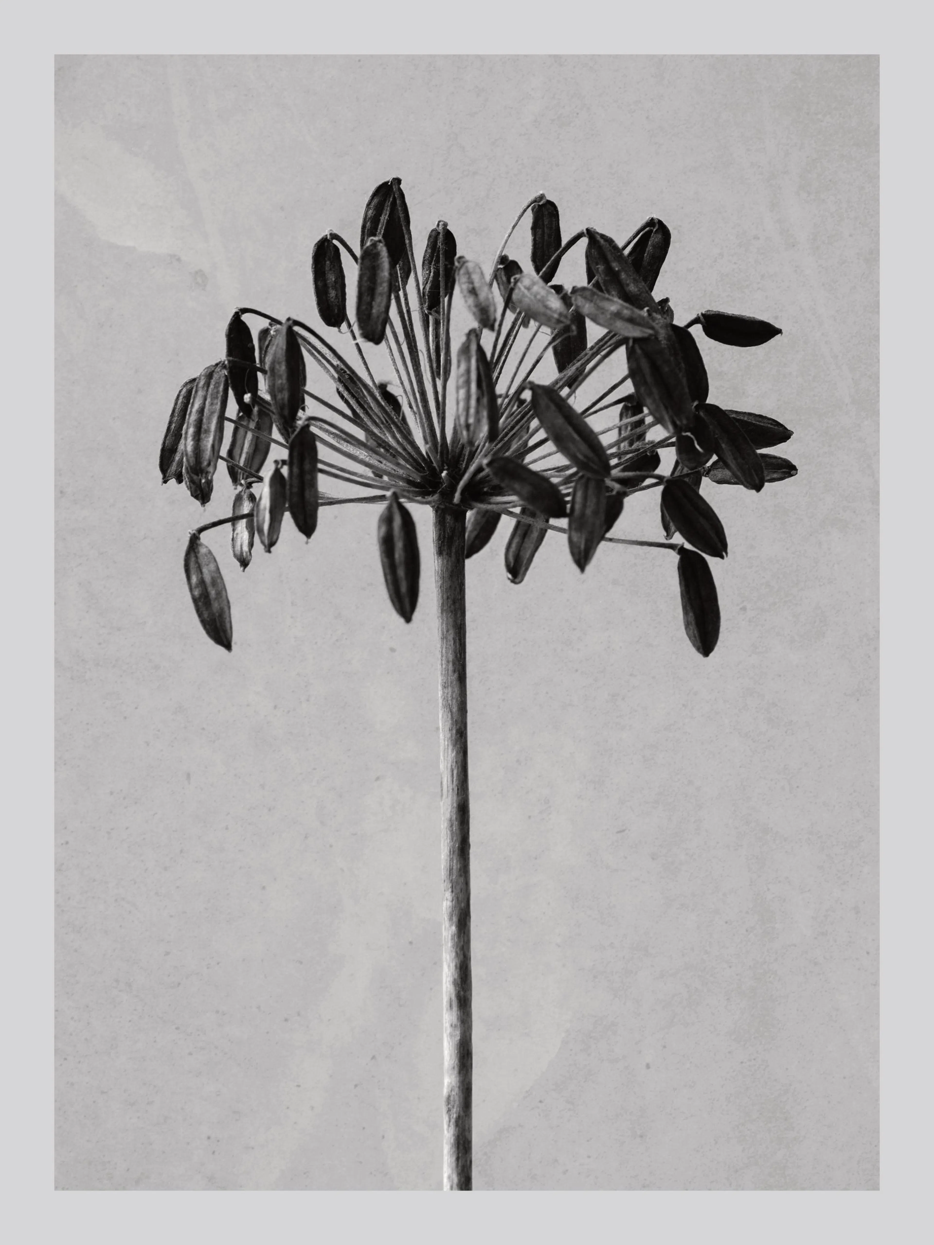 Poster in bianco e nero di una pianta di Agapanthus, con dettagli monocromatici e un motivo tridimensionale.