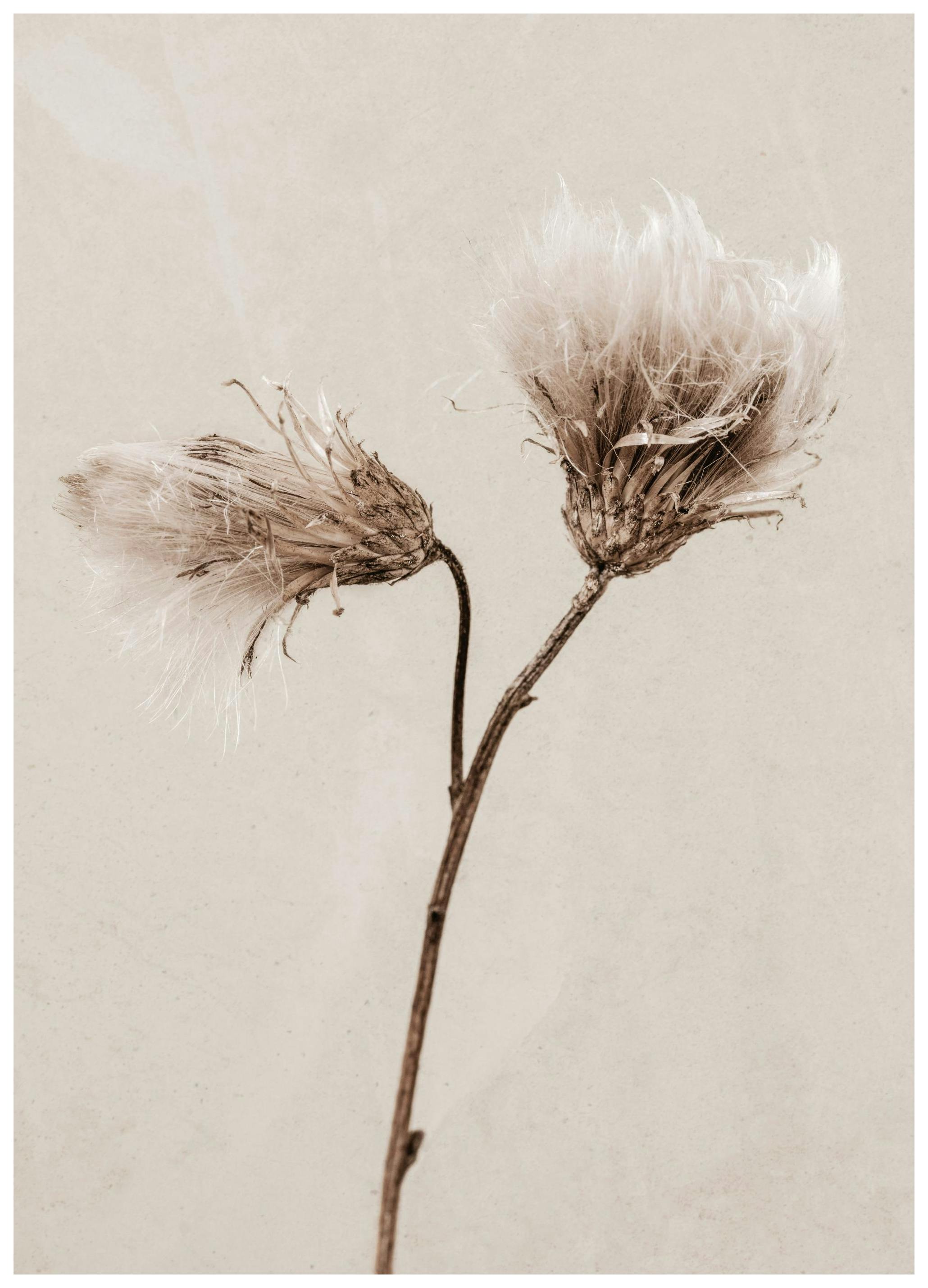 Still Life Thistle Plakat (50x70 cm) - Plakater > Botaniske plakater
