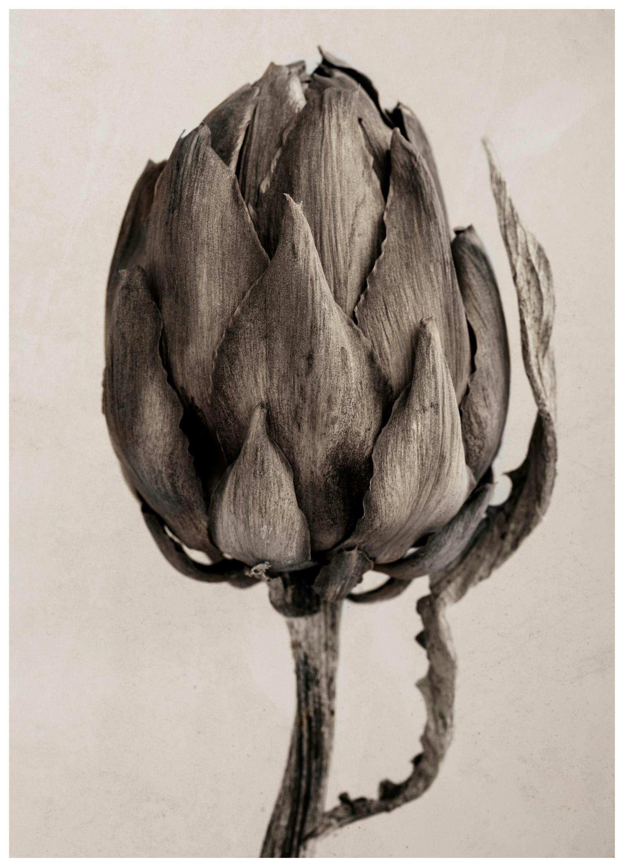 Prints - Still Life Artichoke Print (50x70 cm) - Botanical prints
