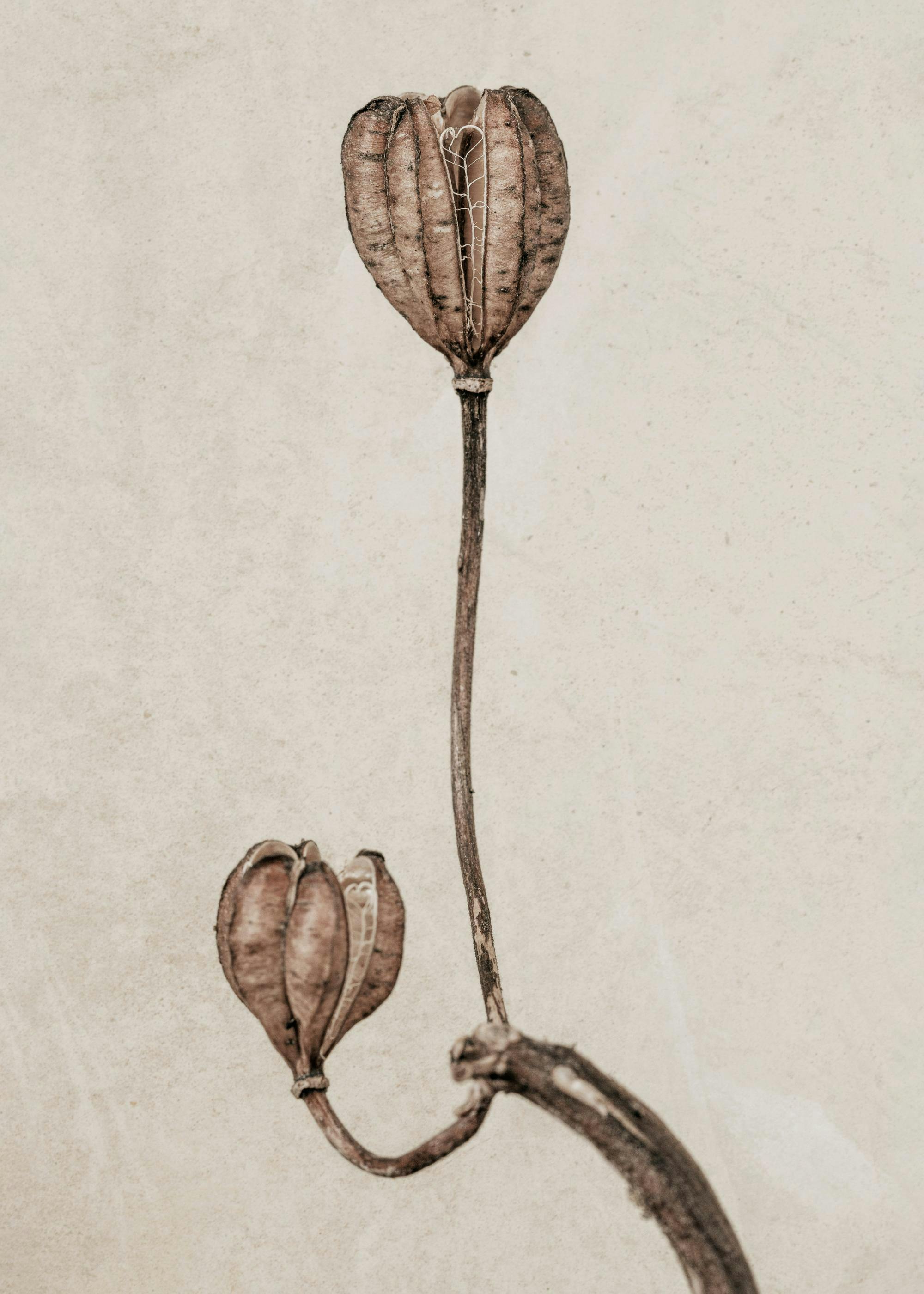 Still Life Turks Cap Lily botanical digital art poster with two dried flowers on a textured beige background.