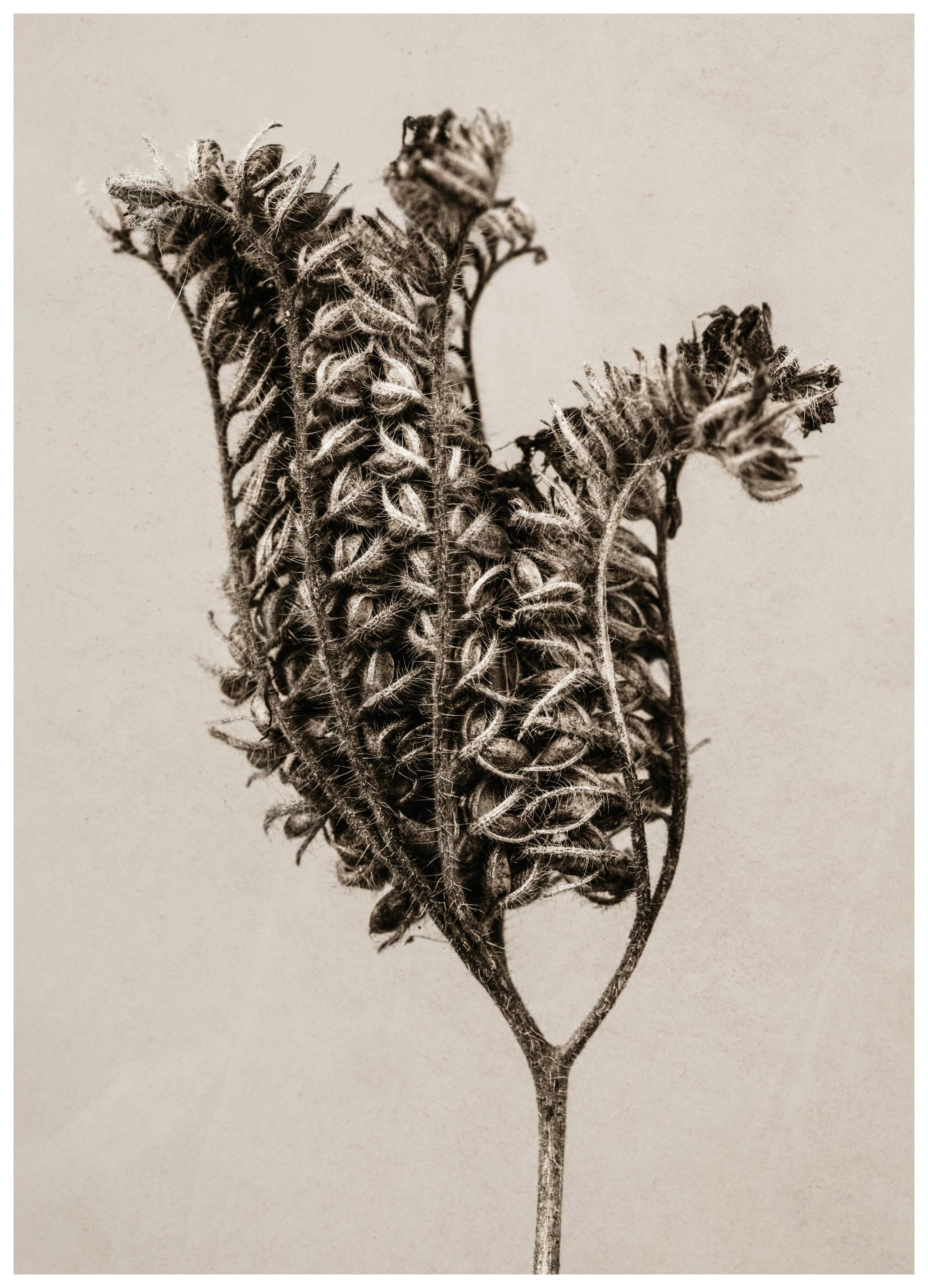 Still Life Fiddleneck Plakat (13x18 cm) - Plakater > Botaniske plakater