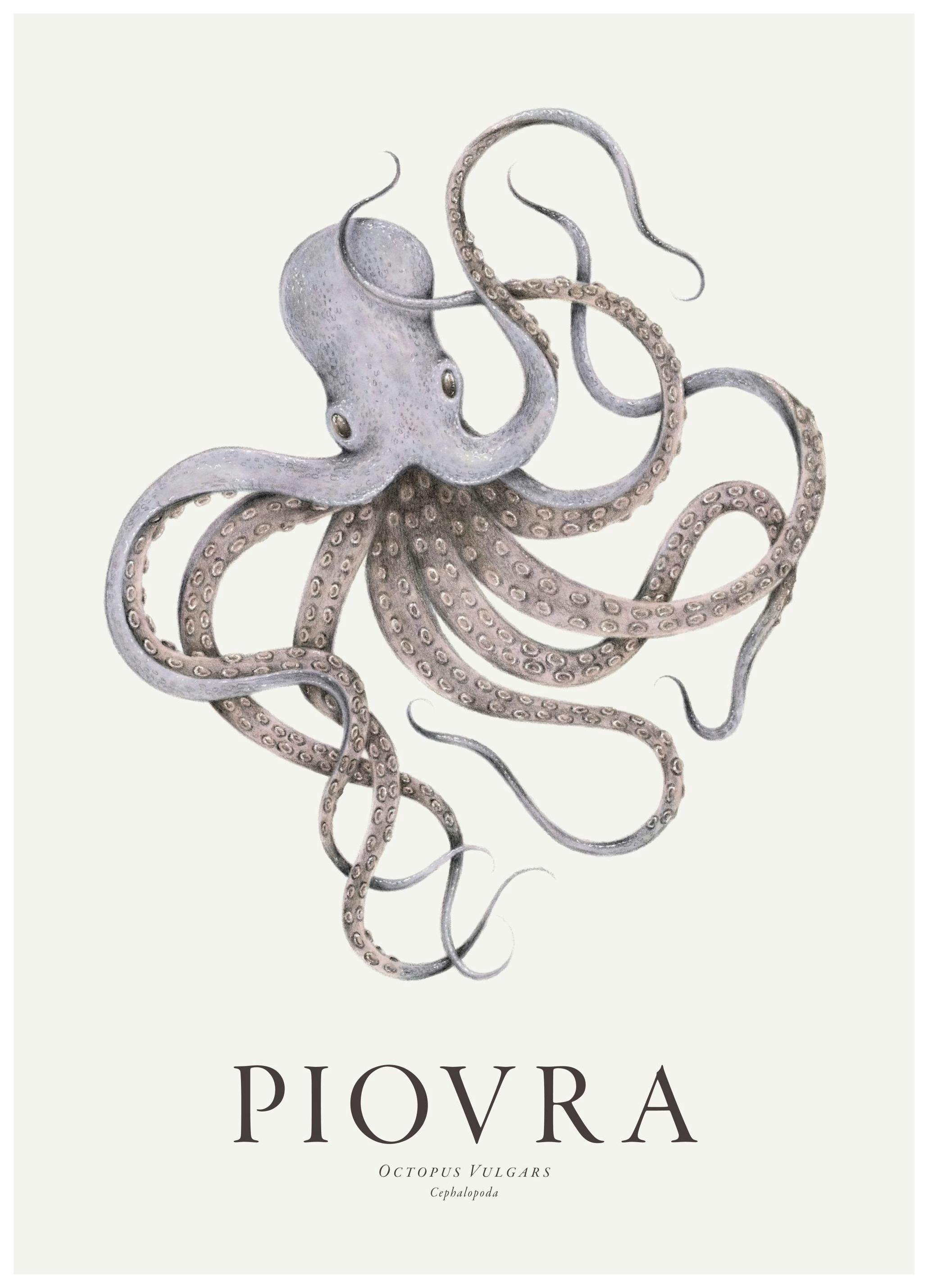 Piovra Affiche (50x70 cm)