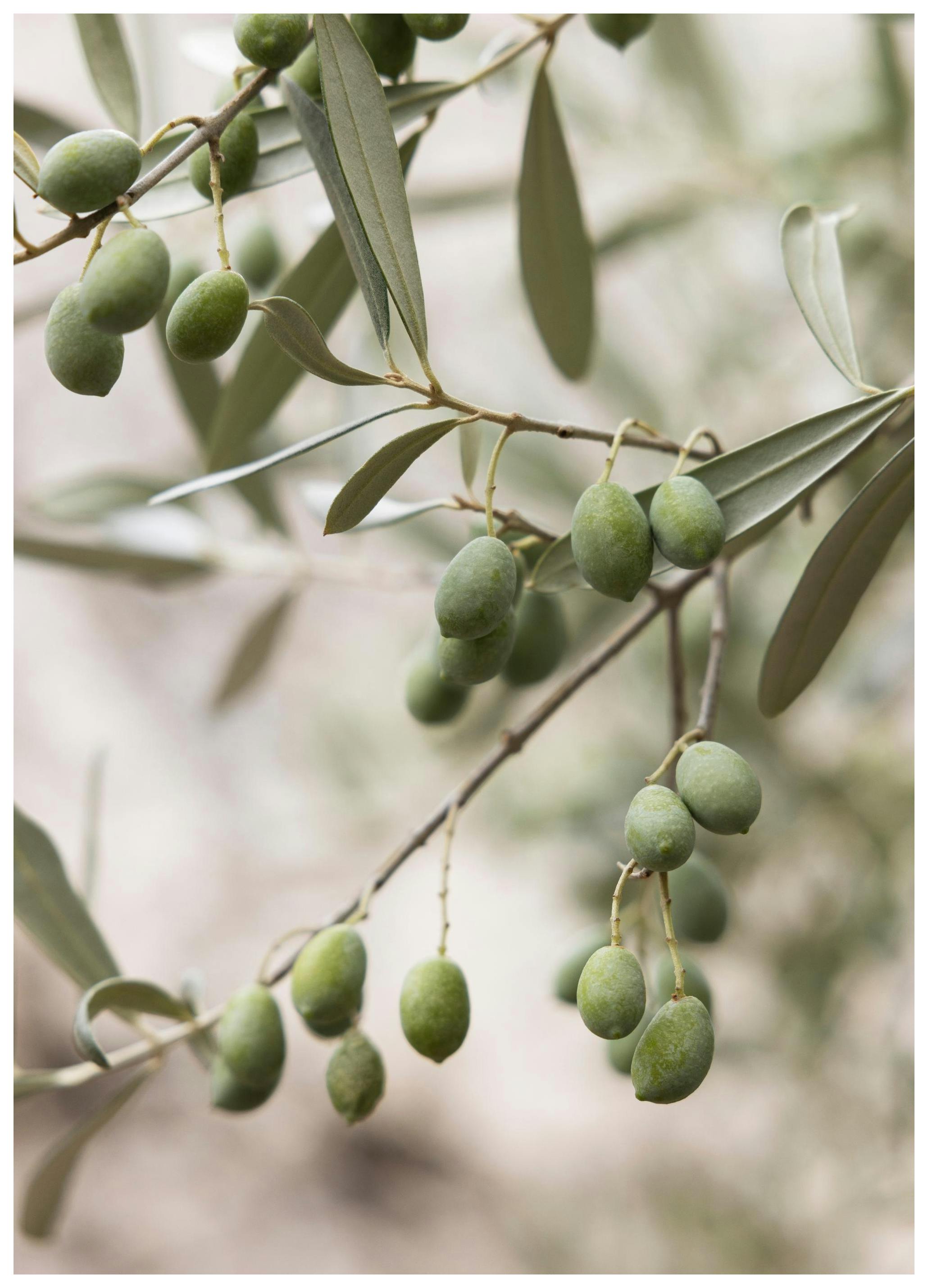 Olive Branches Print (30x40 cm)
