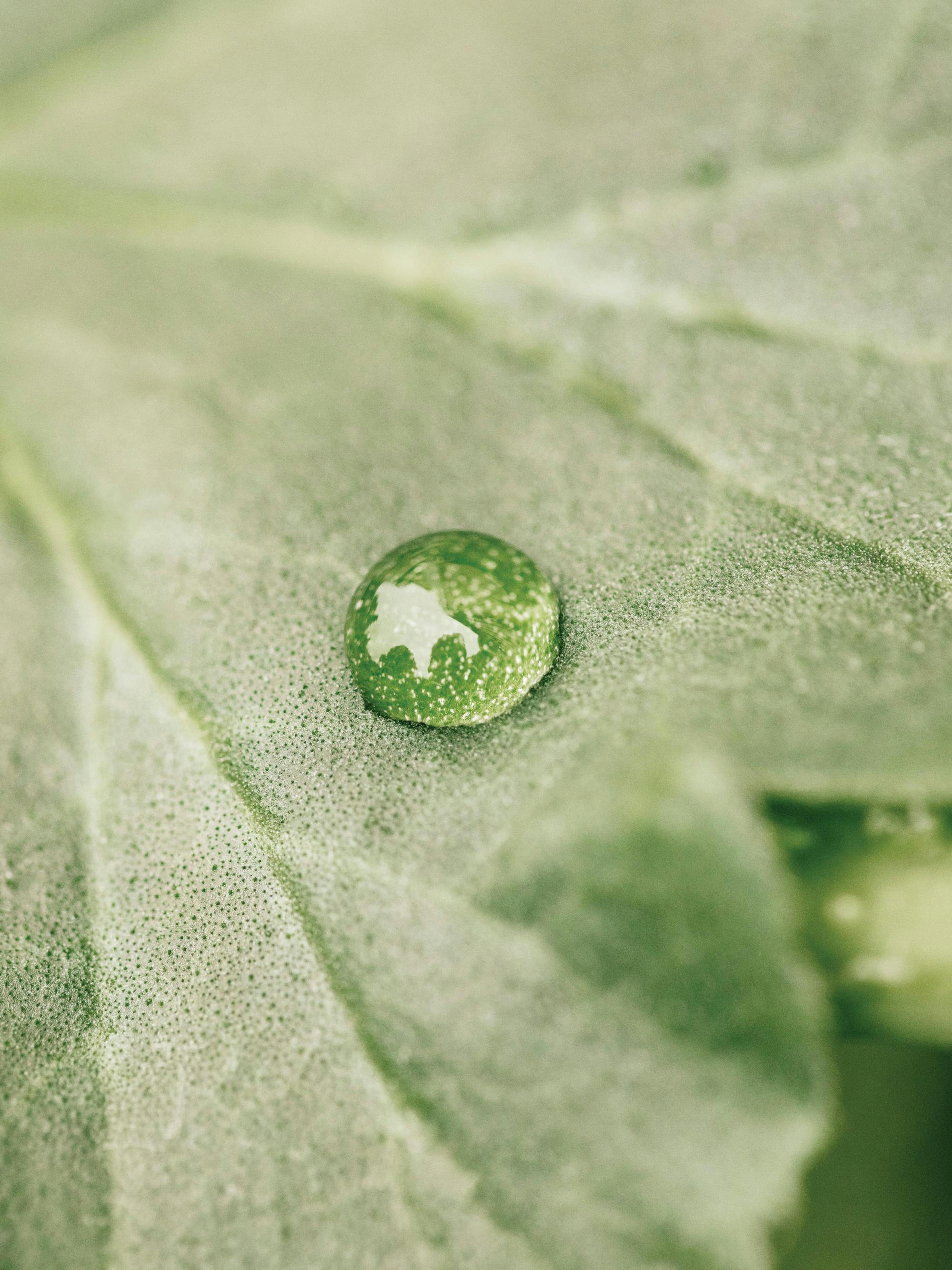Poster fotografico di una goccia dacqua verde su foglia. Arte botanica, natura.
