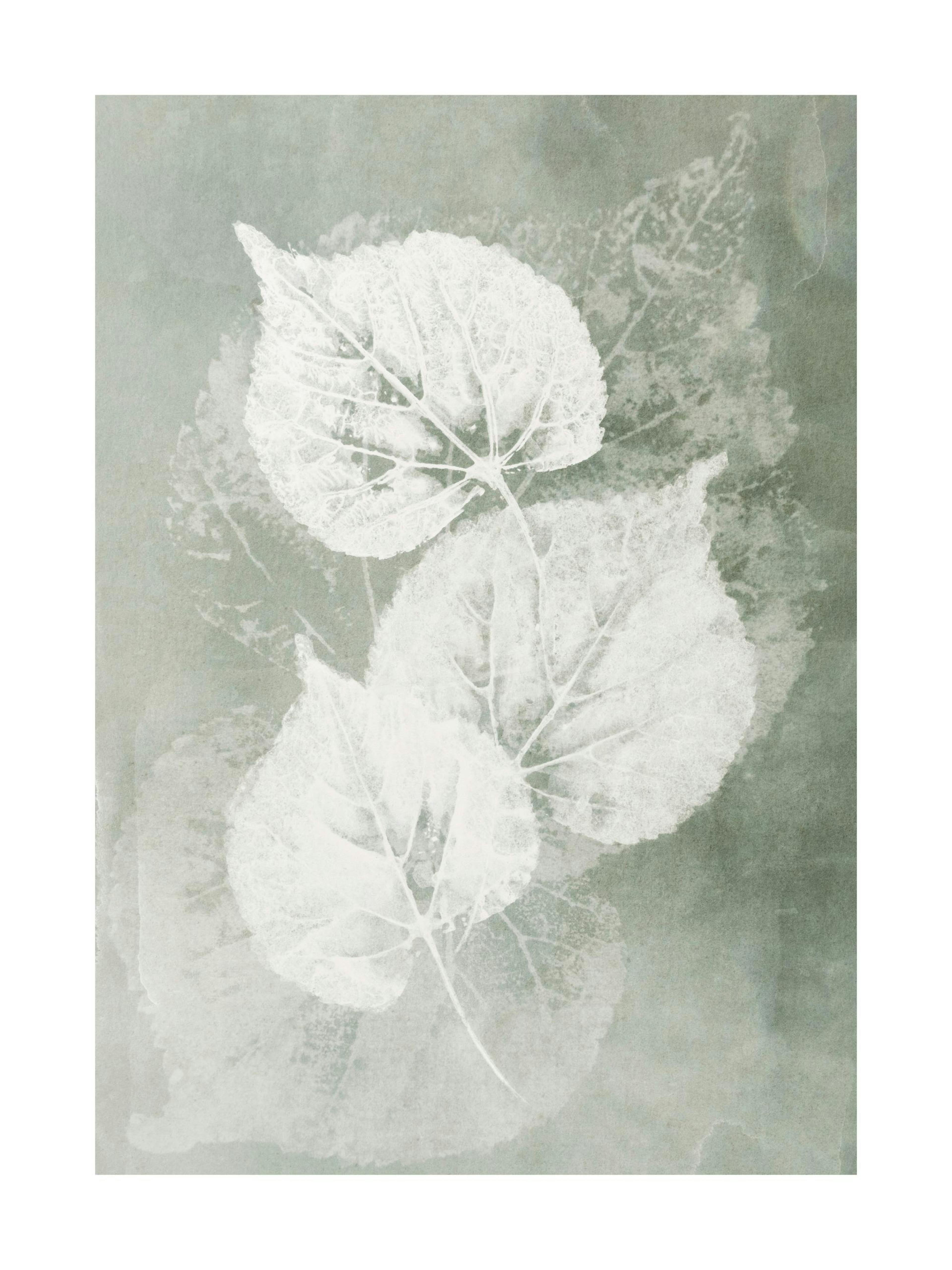 Botanický plakát s bílými lisovanými listy na texturovaném zeleno-šedém pozadí, připomínající vintage dojem.