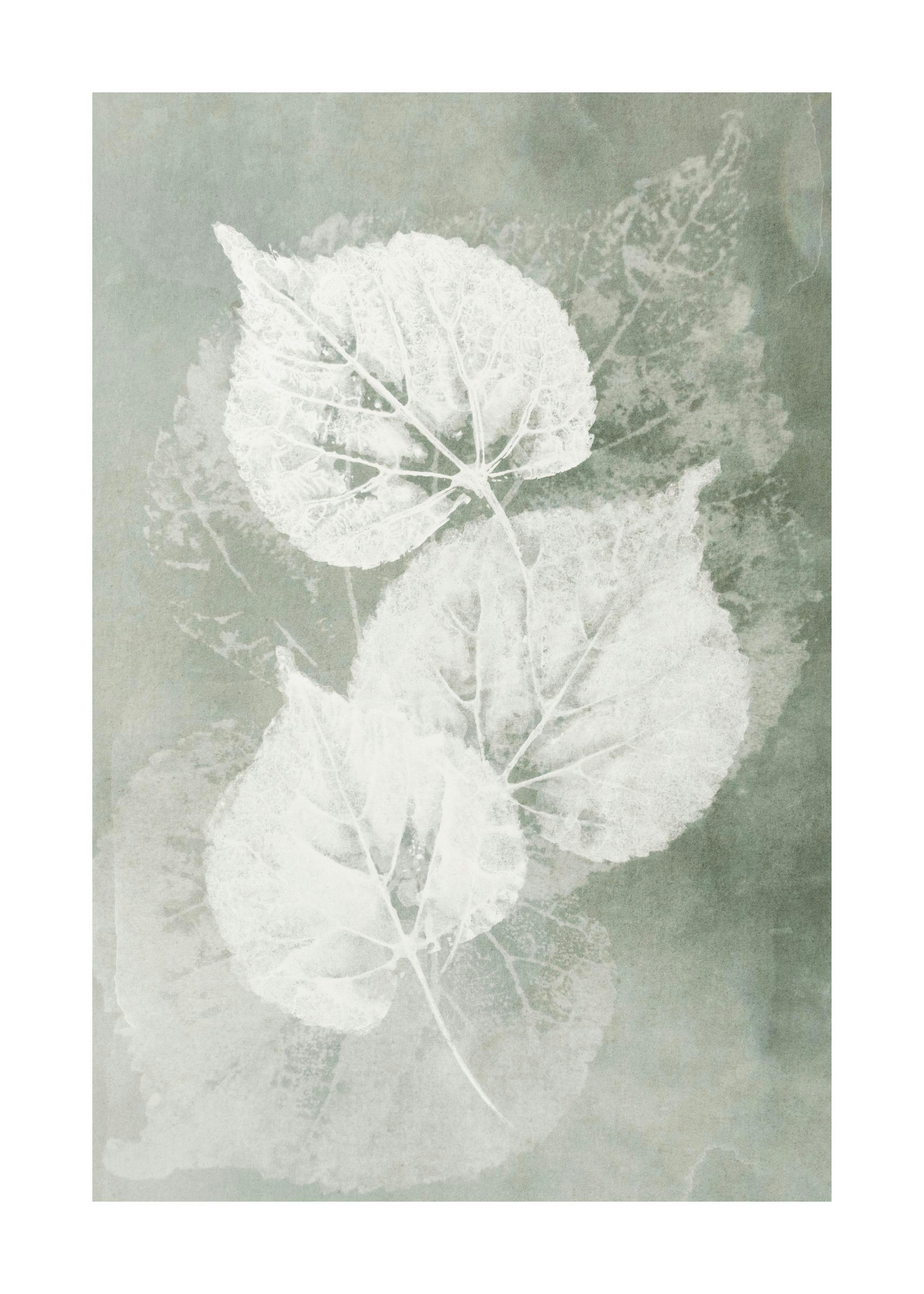 Botanical print with three white leaf imprints on a textured greenish-gray background, detailed with visible veins.
