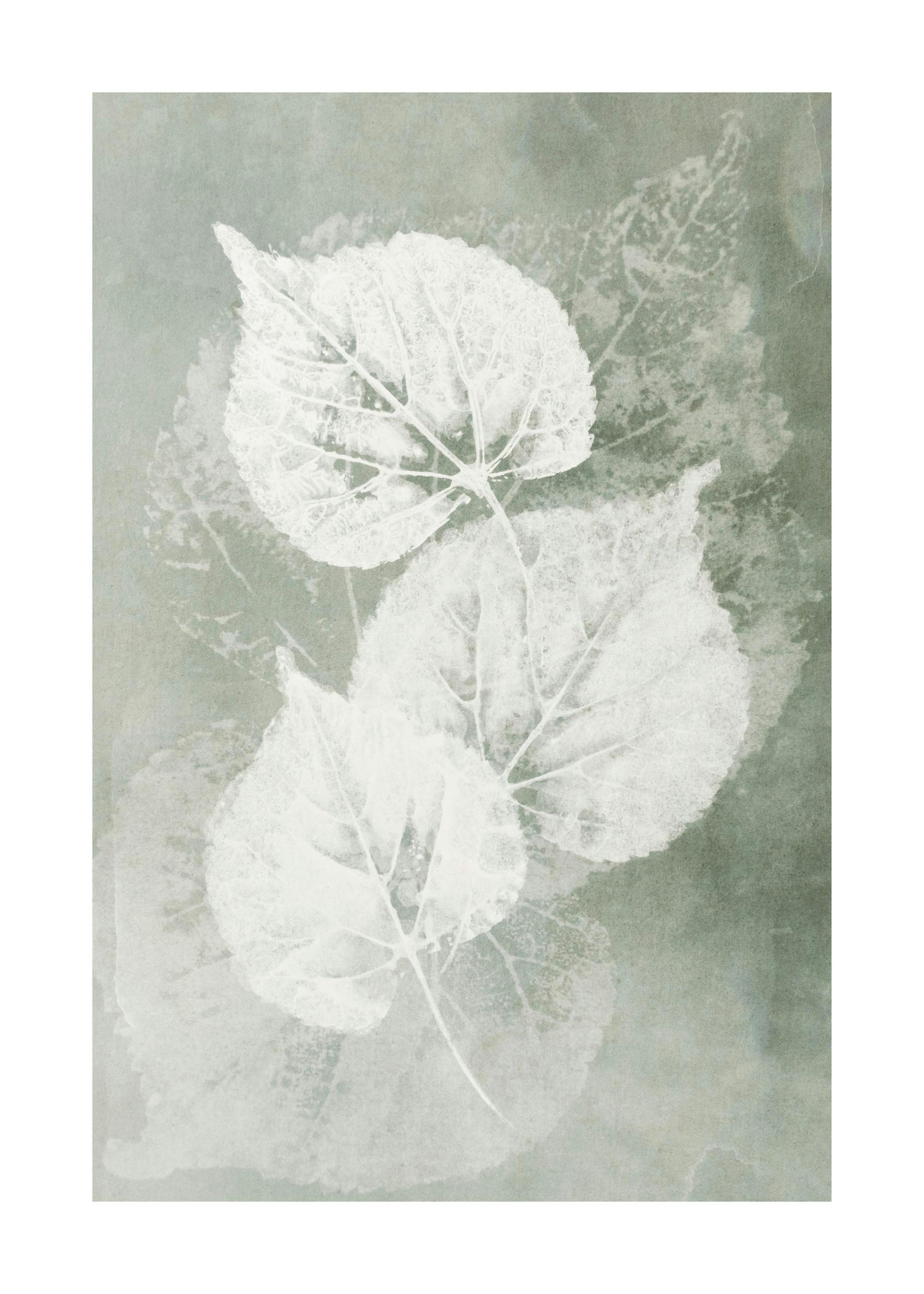 Pressed Leaves Plakat 0