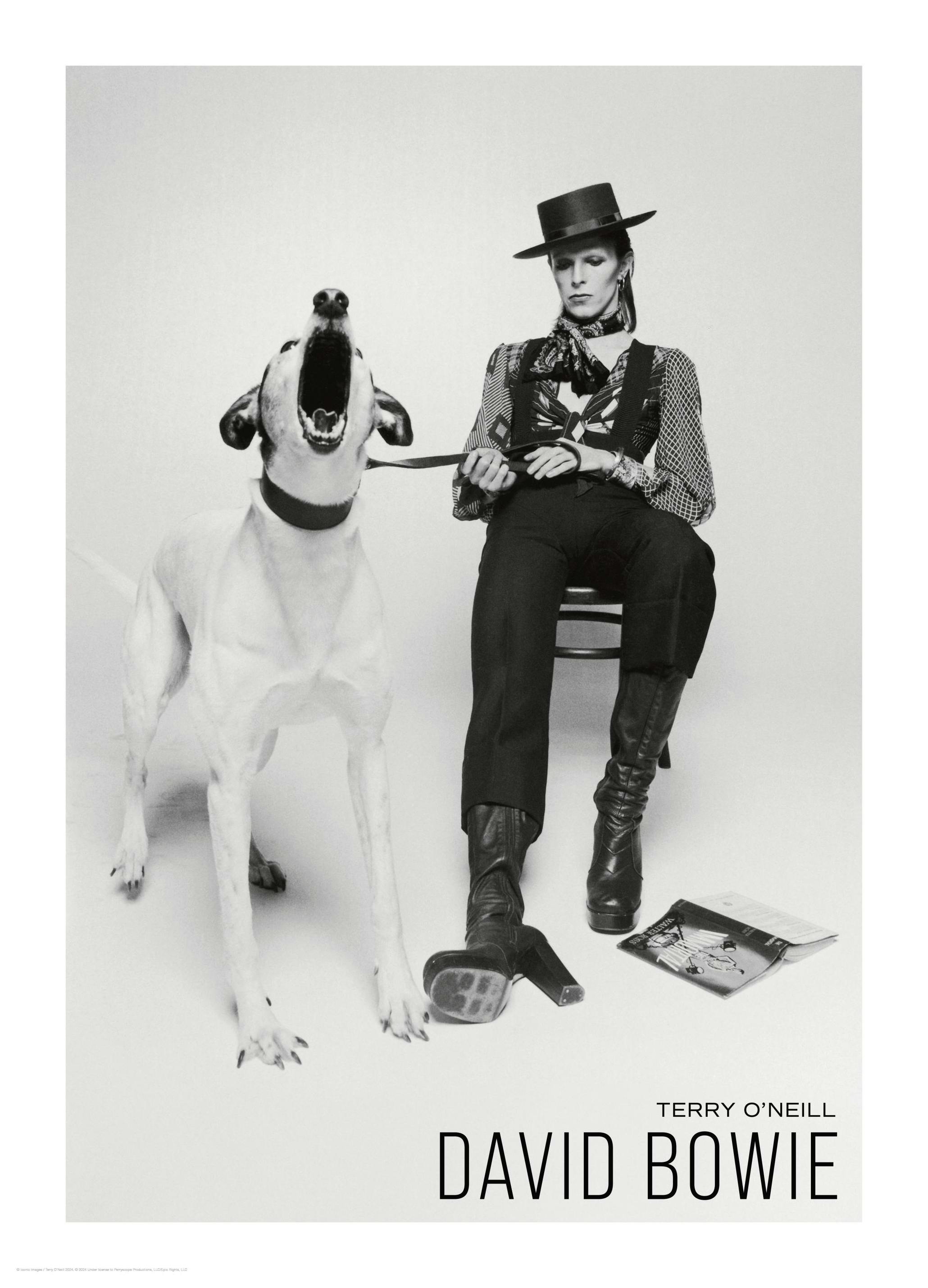 Prints - Terry O'Neill - David Bowie Print (50x70 cm) - Terry O ́Neill
