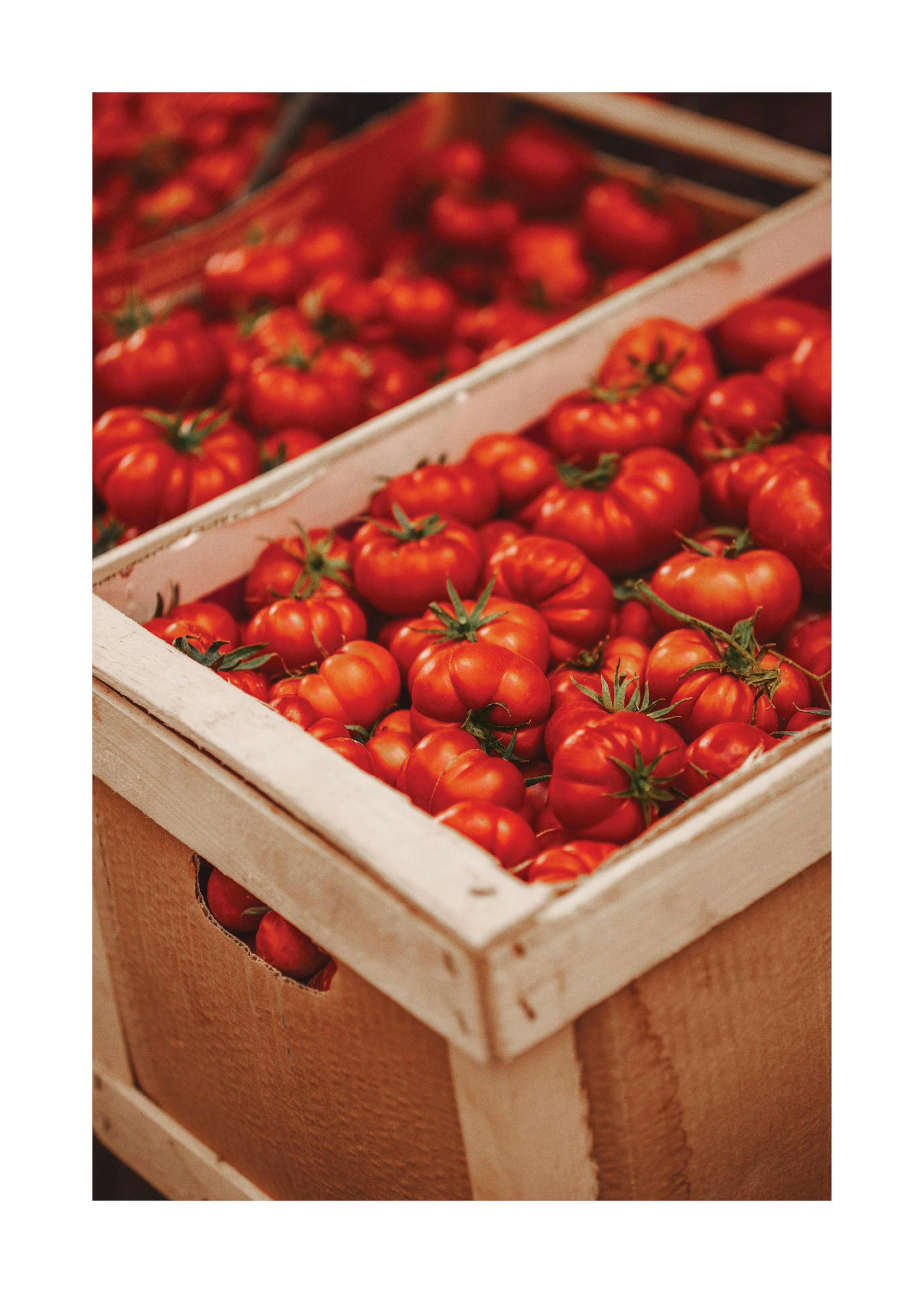 Pomodoro Passion Plakat 0