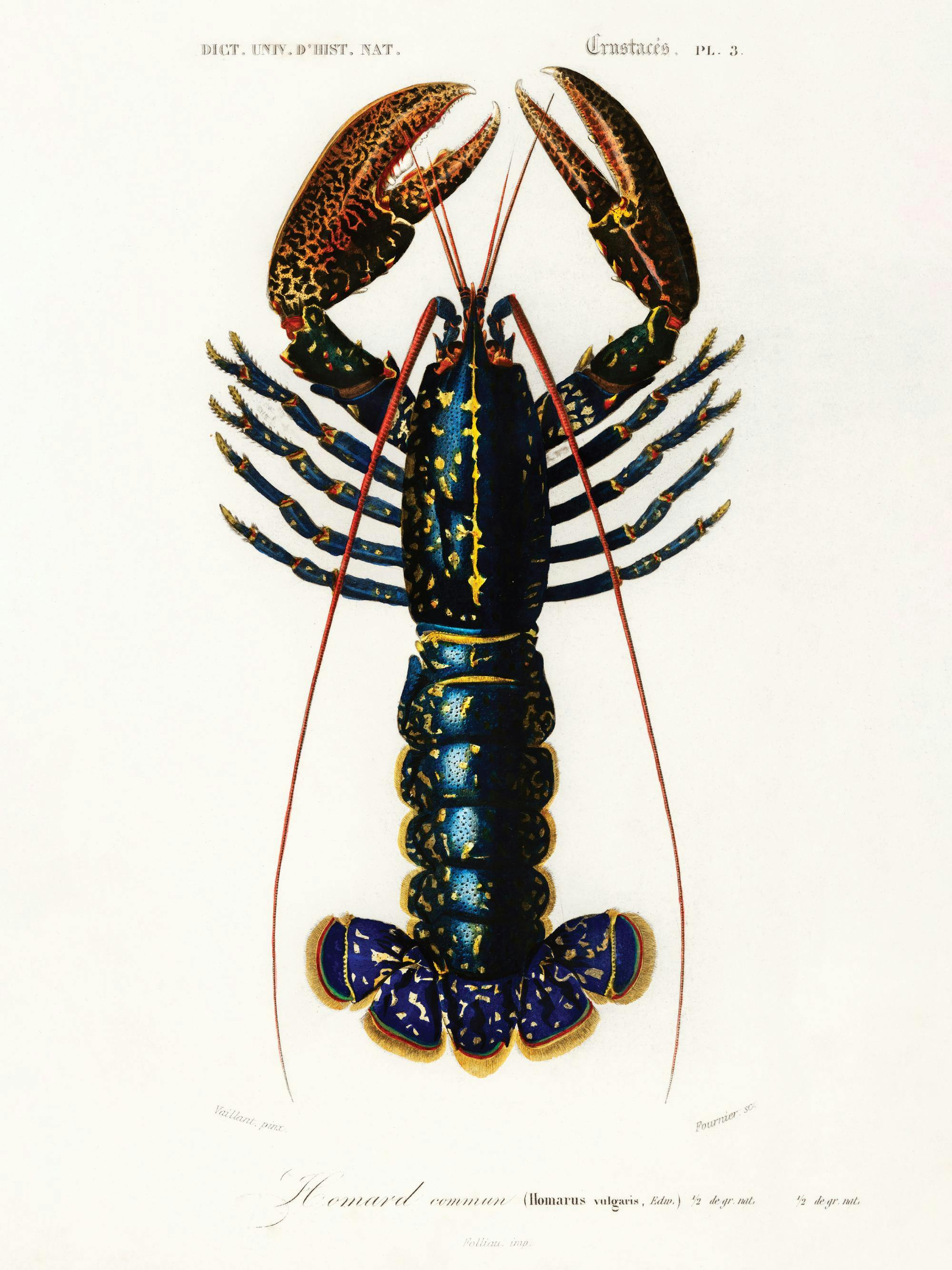 Vintagehummeraffisch med en detaljerad illustration av en blå hummer med orange klor och antenner.