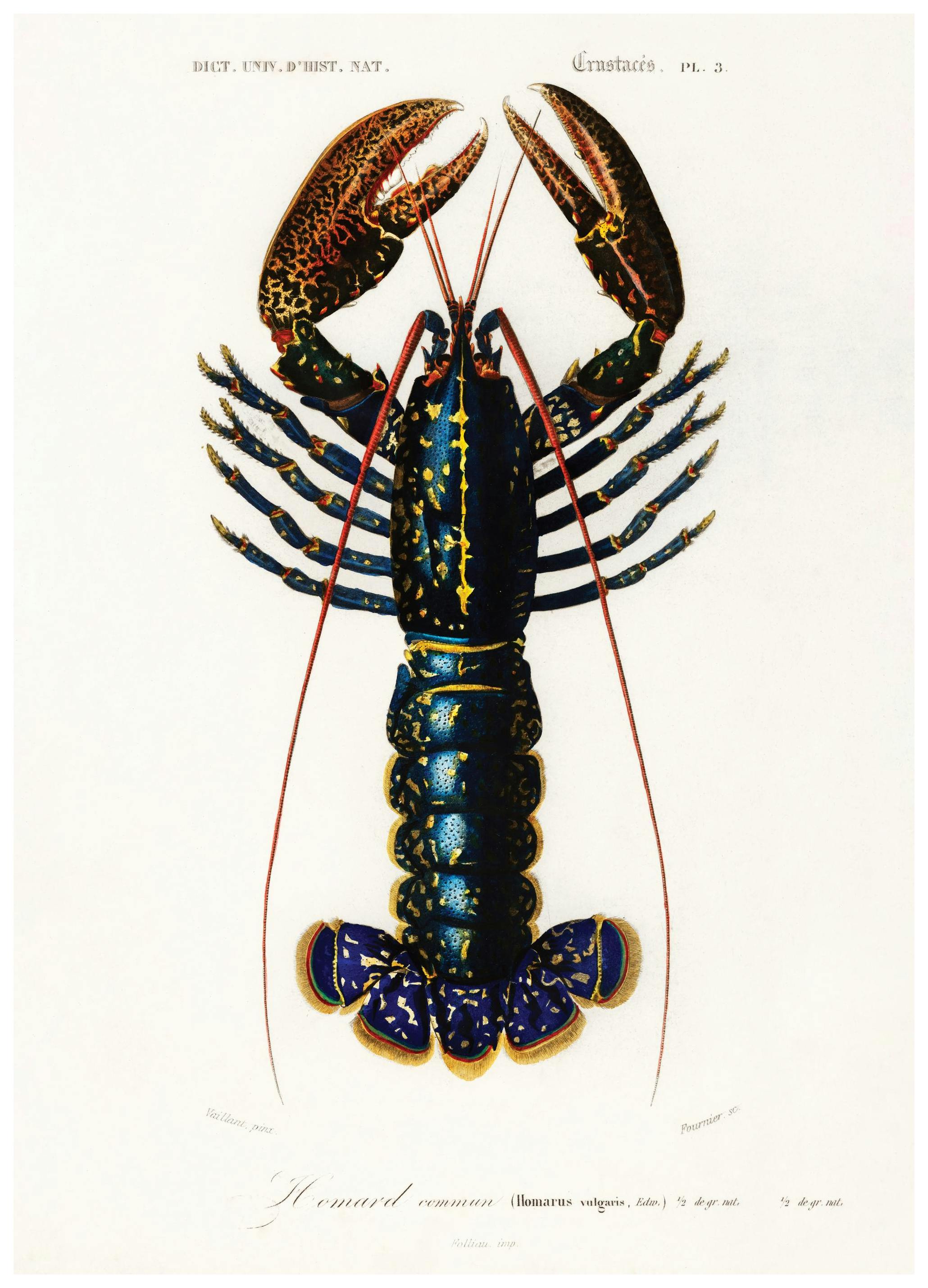 Vintage Lobster Plakat (30x40 cm)- Plakaty retro