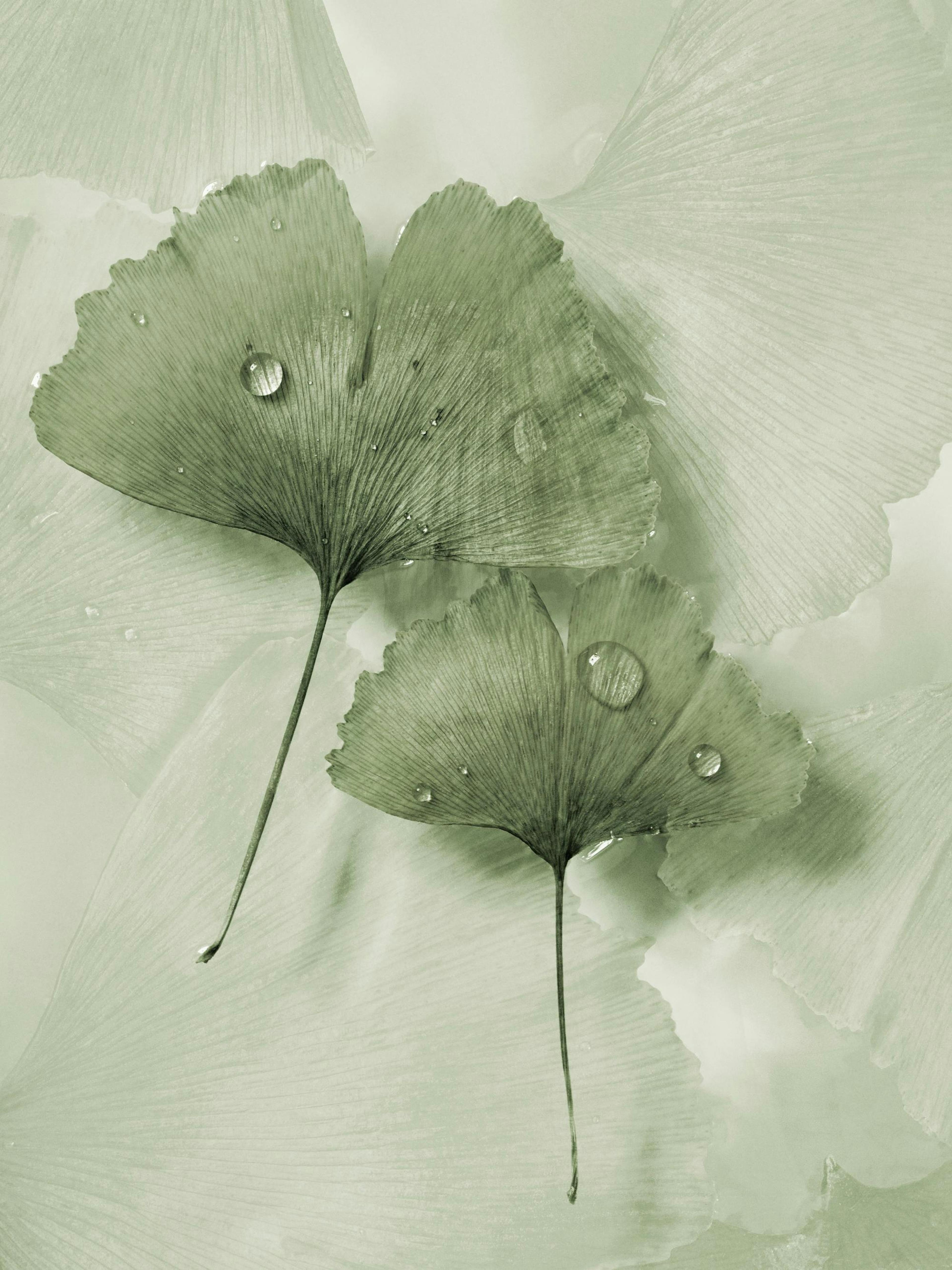 Póster de folhas de ginkgo verdes com gotas de água, em tons suaves. Arte botânica, natureza serena.
