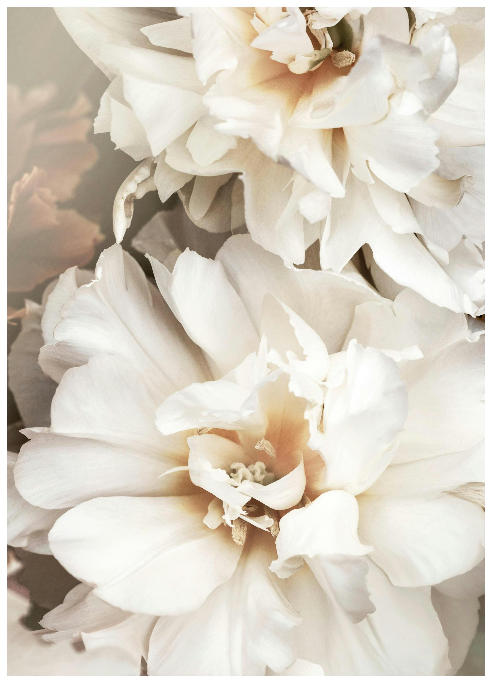 Prints - White Petals Print (50x70 cm) - Floral prints