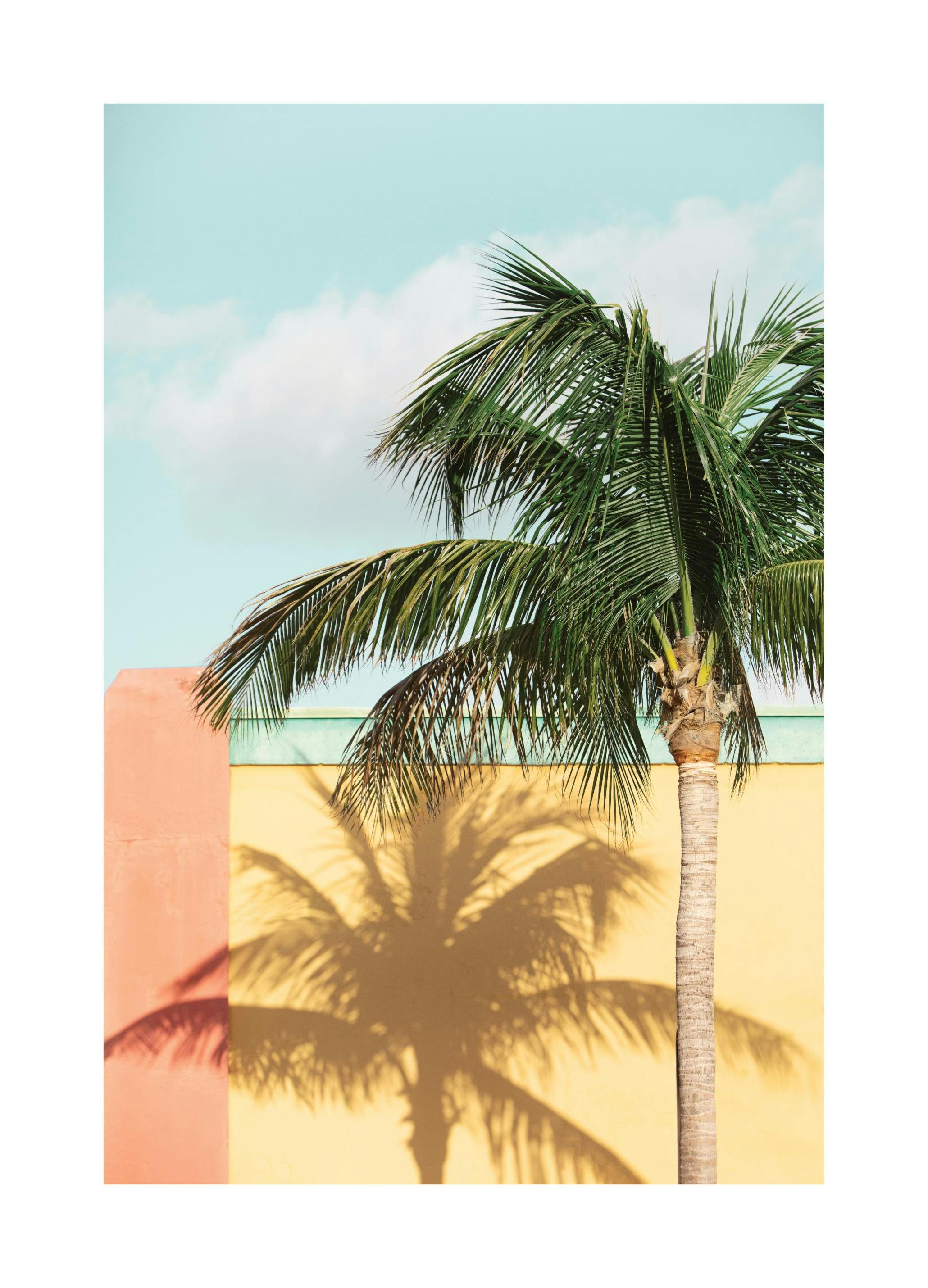Prints - Sun-drenched Palm Print (30x40 cm) - Palm prints