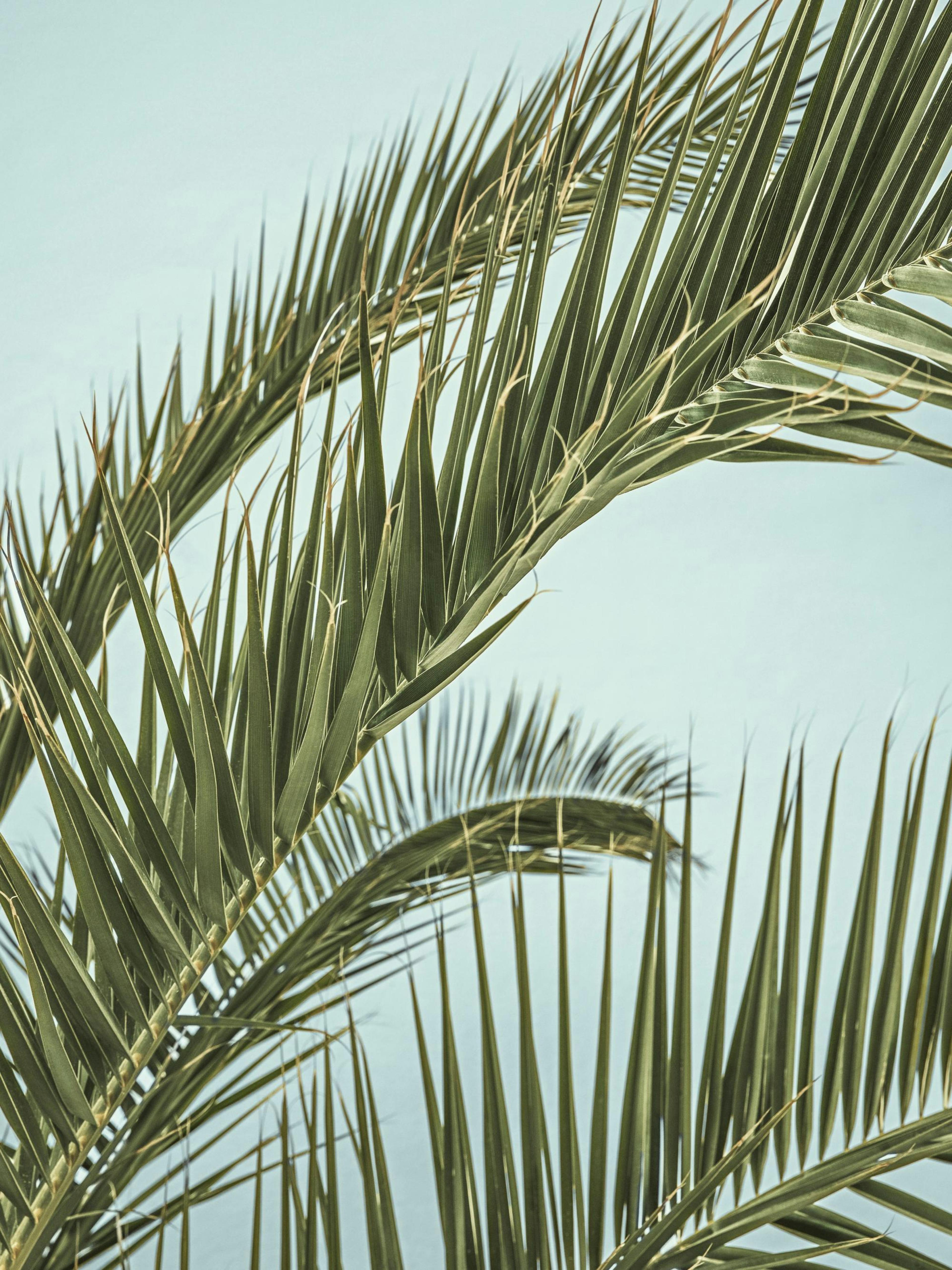 Tropical palm leaves in varying shades of green against a light pastel green background, forming a natural, botanical print.