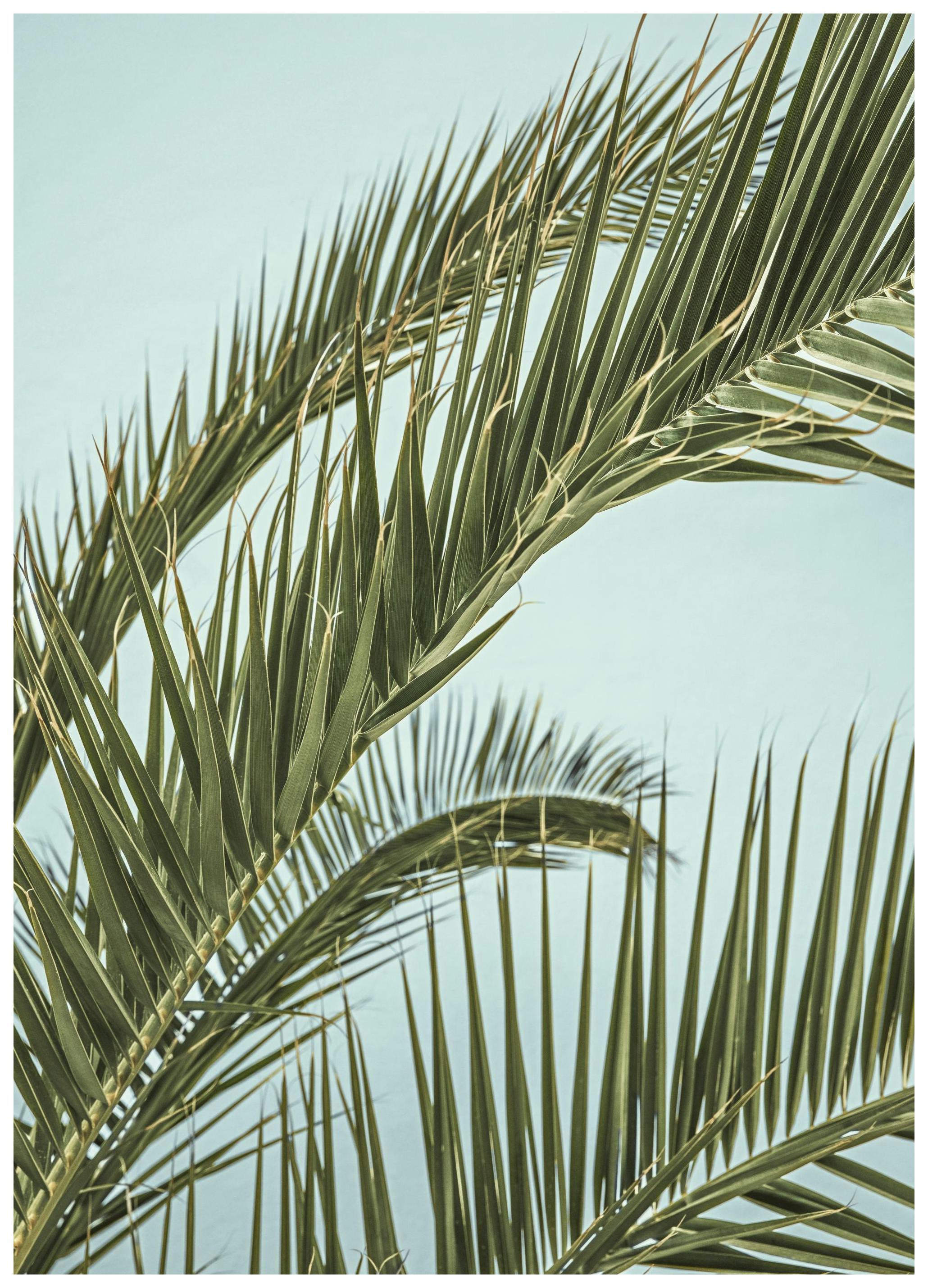 Tropical Palm Leaves Poster (50x70 cm)