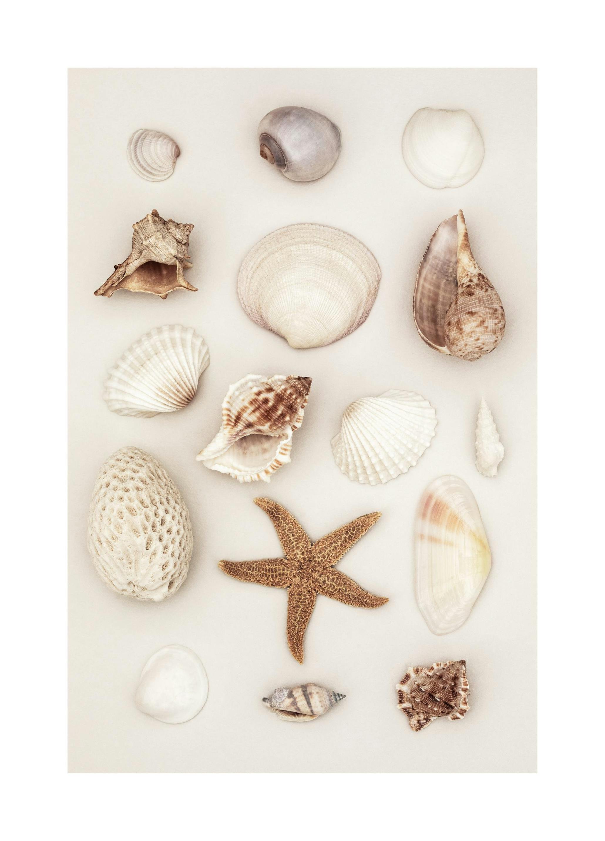 Seashells and Starfish Plakat (30x40 cm) - Plakater > Kunstplakater > Fotokunst