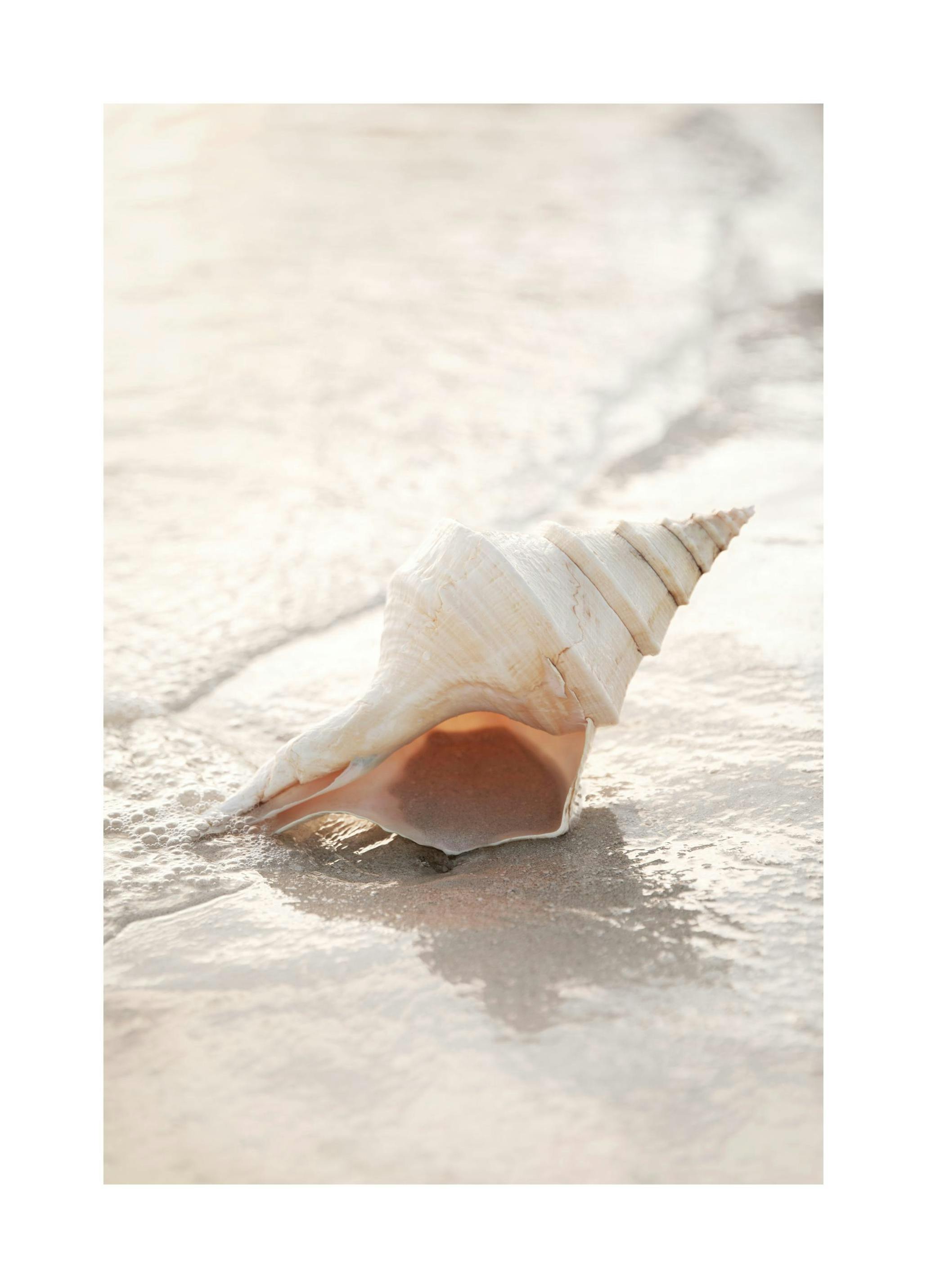 Shell on Beach Poster (50x70 cm)