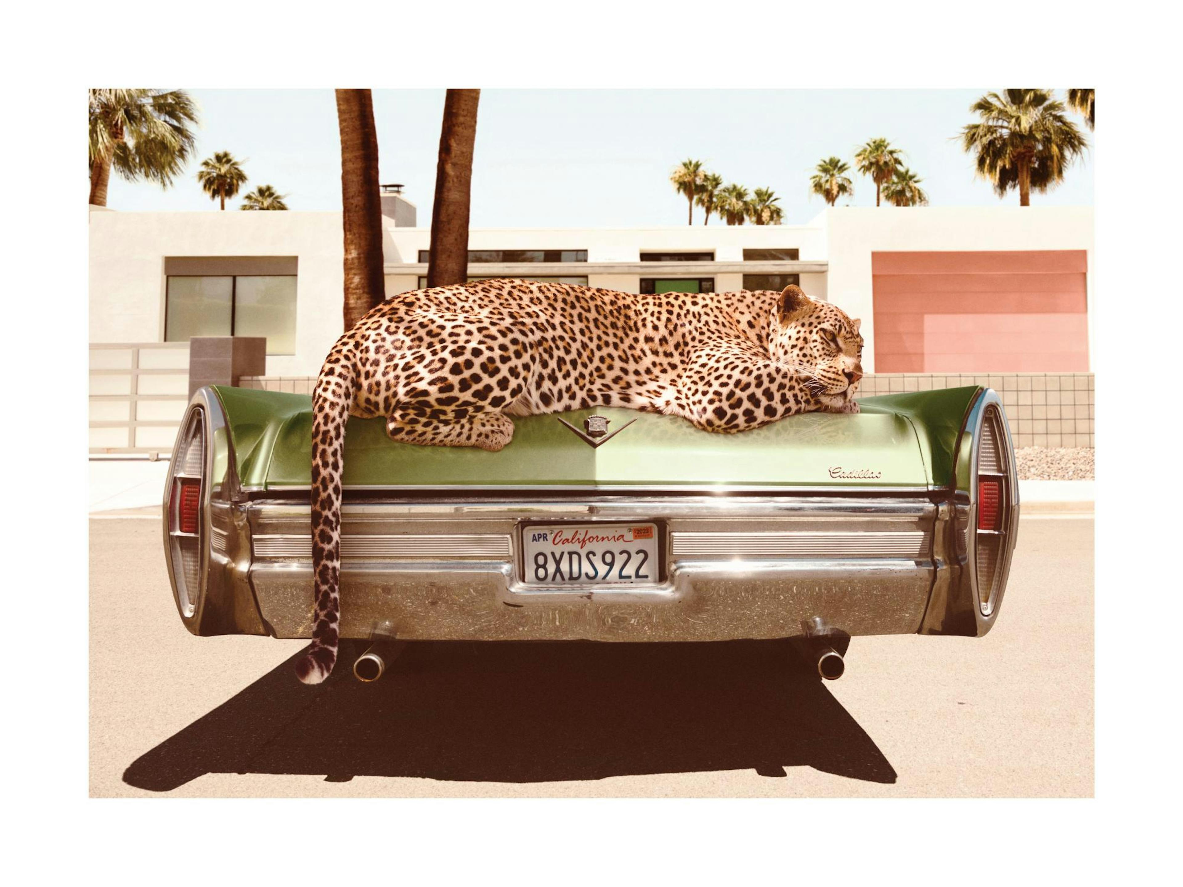 Leopard odpočívající na zadní části zeleného Chevroletu, s palmami a domy v pozadí, pastelové barvy.