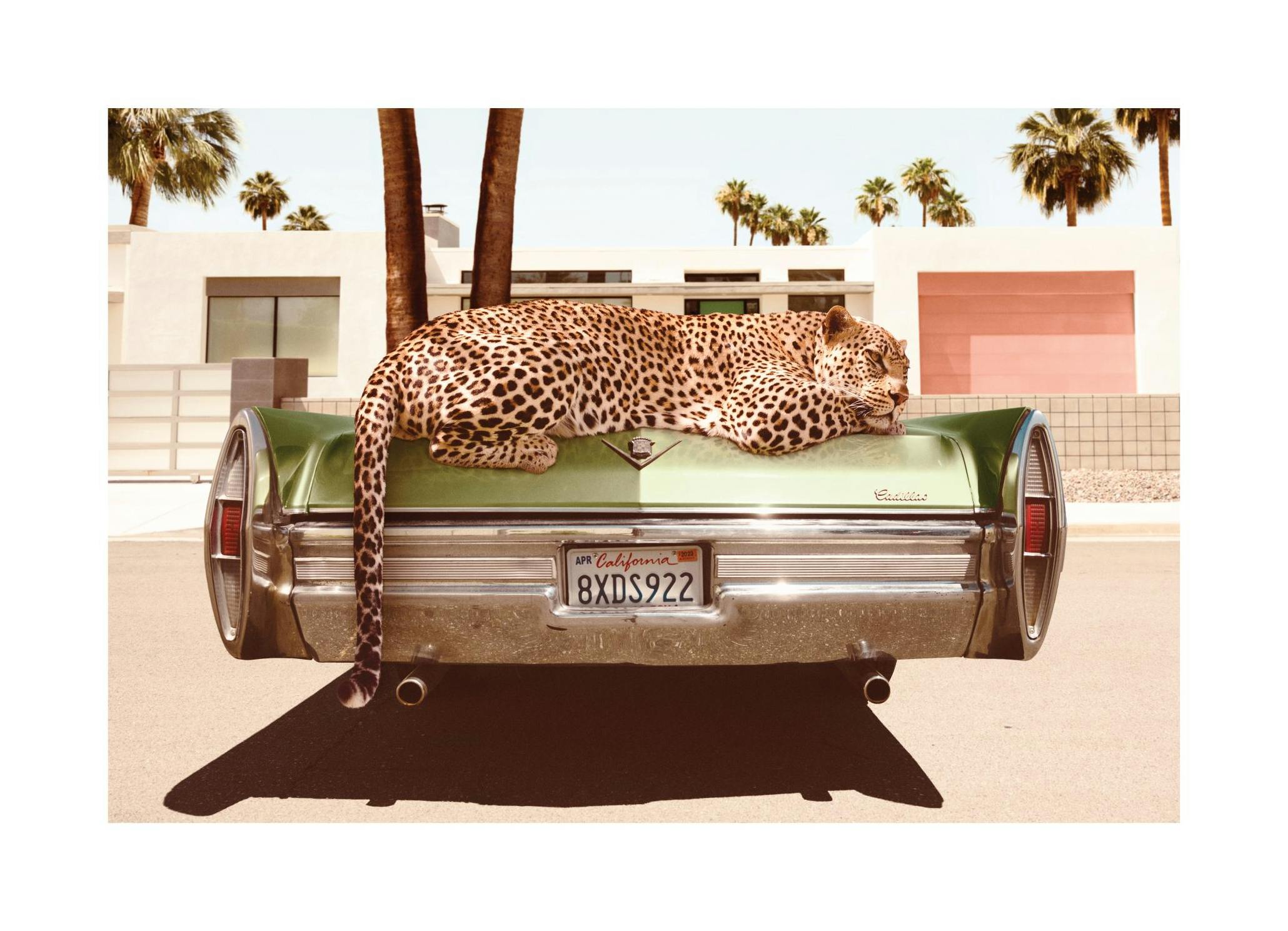Chilling Leopard Affiche (50x70 cm) - Photographies