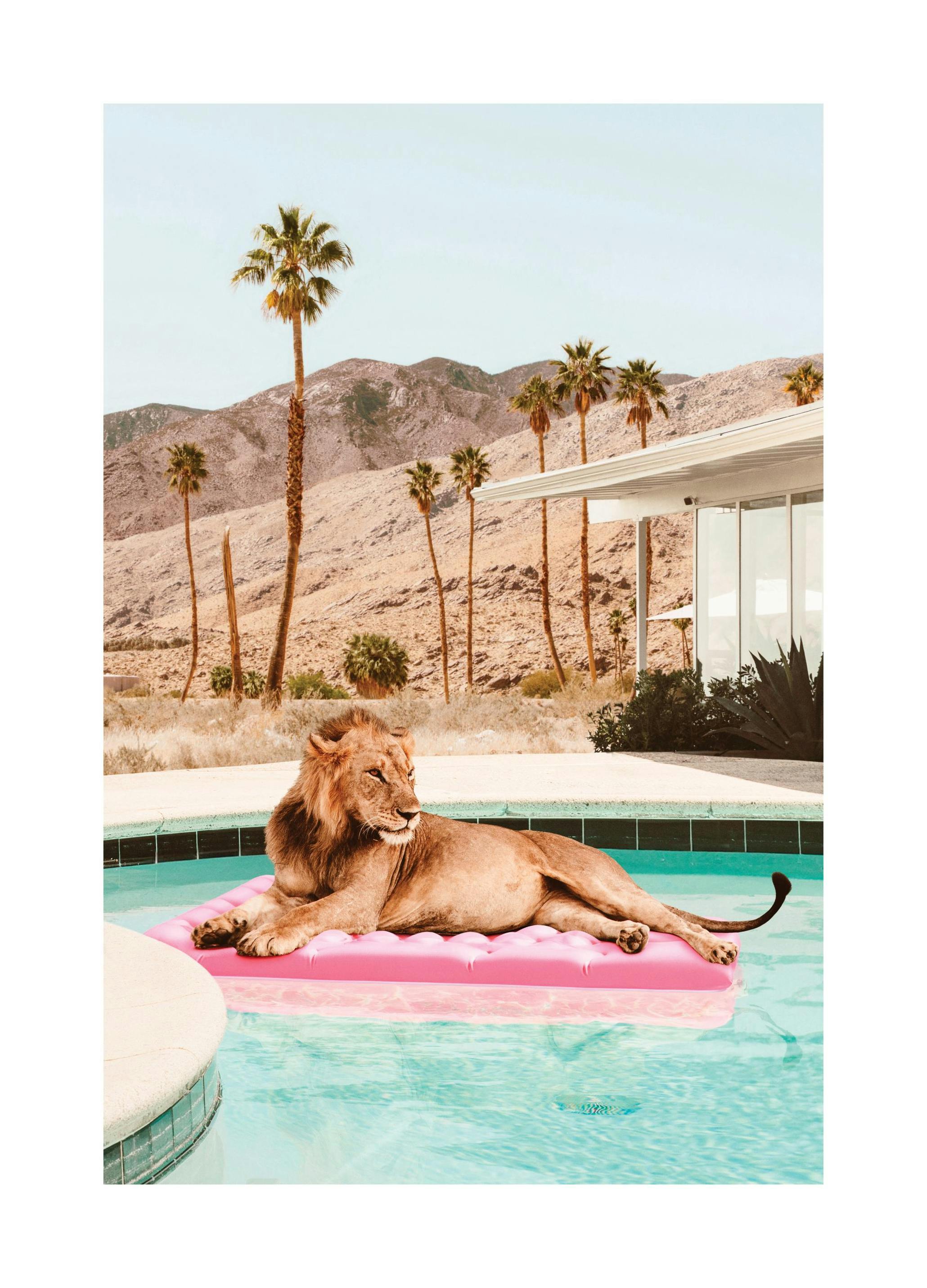 Sunbathing Lion Poster (30x40 cm) - Fotokunst