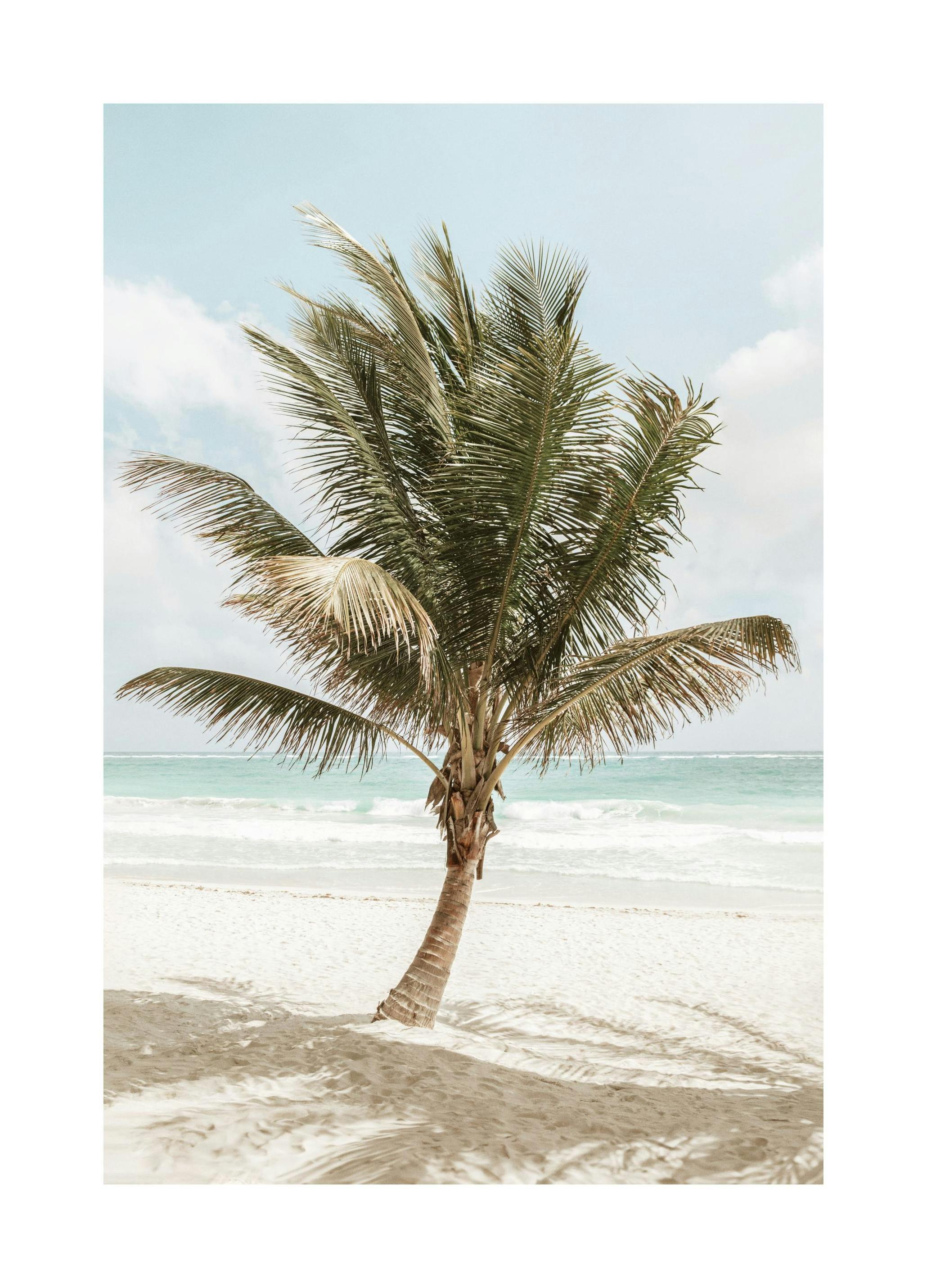 Palm in the Breeze Poster (50x70 cm) -  Poster mit Palmenmotiven