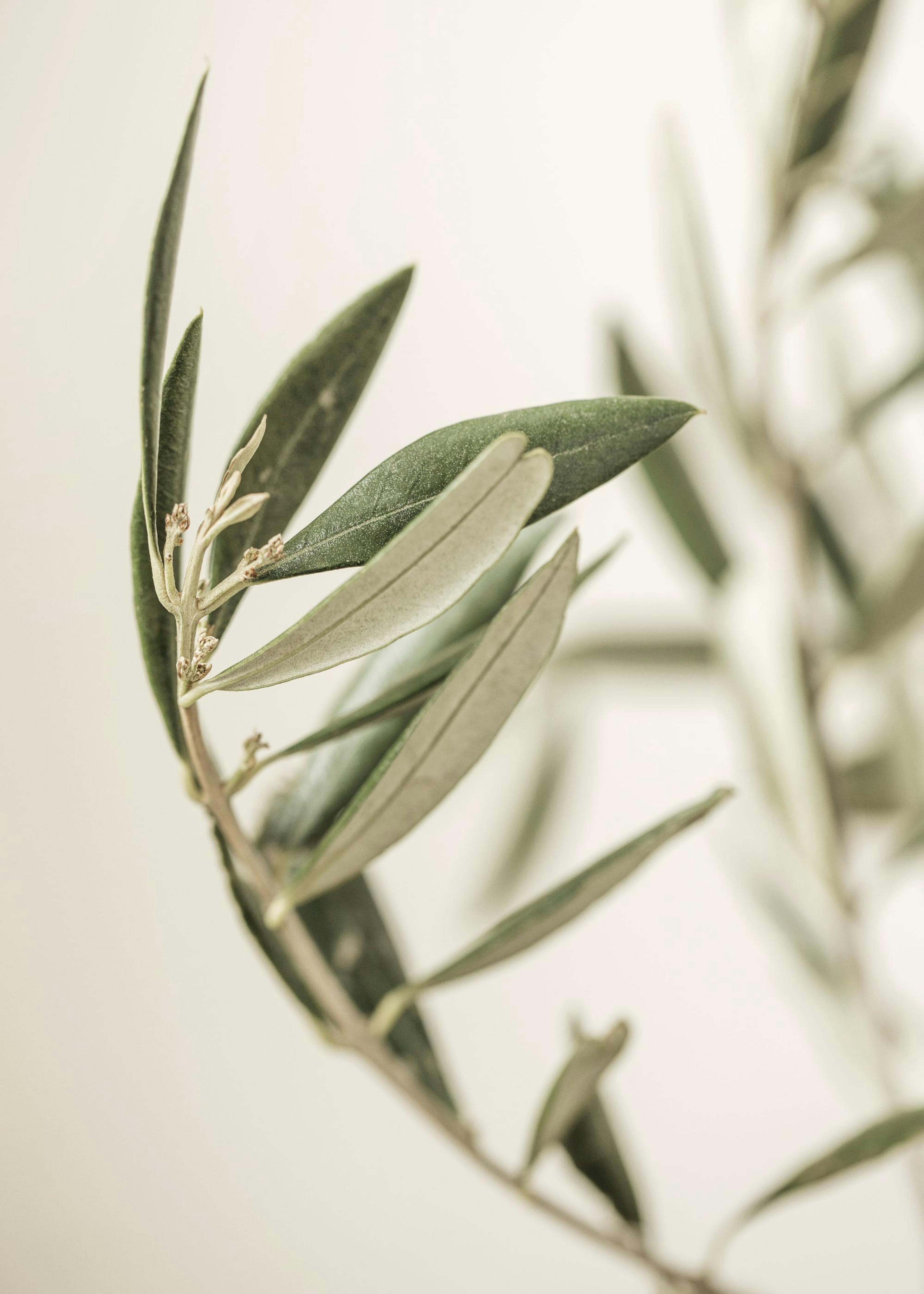 Branch of an Olive Print 0
