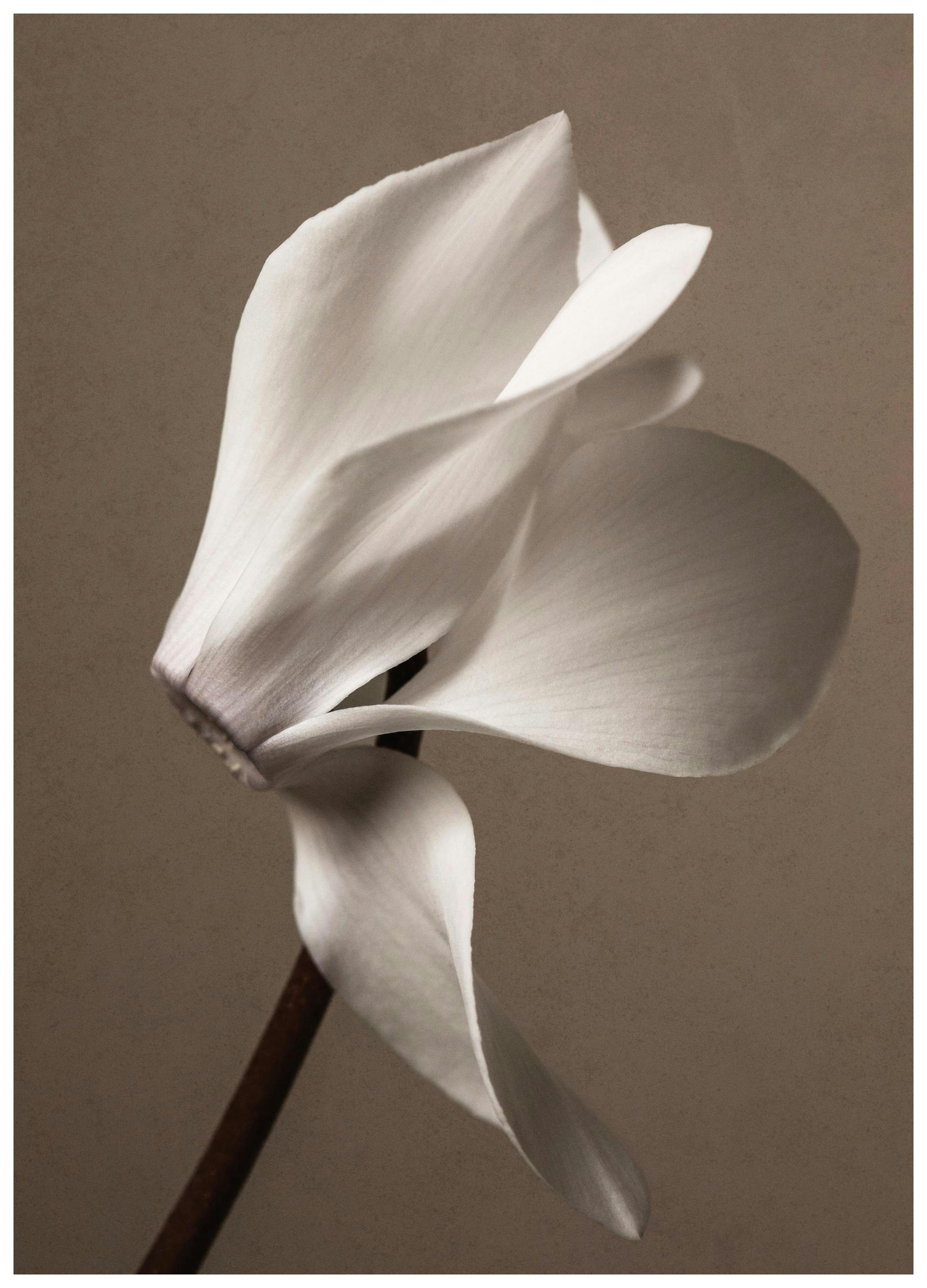 Prints - Elegant Blossom Print (50x70 cm) - Floral prints
