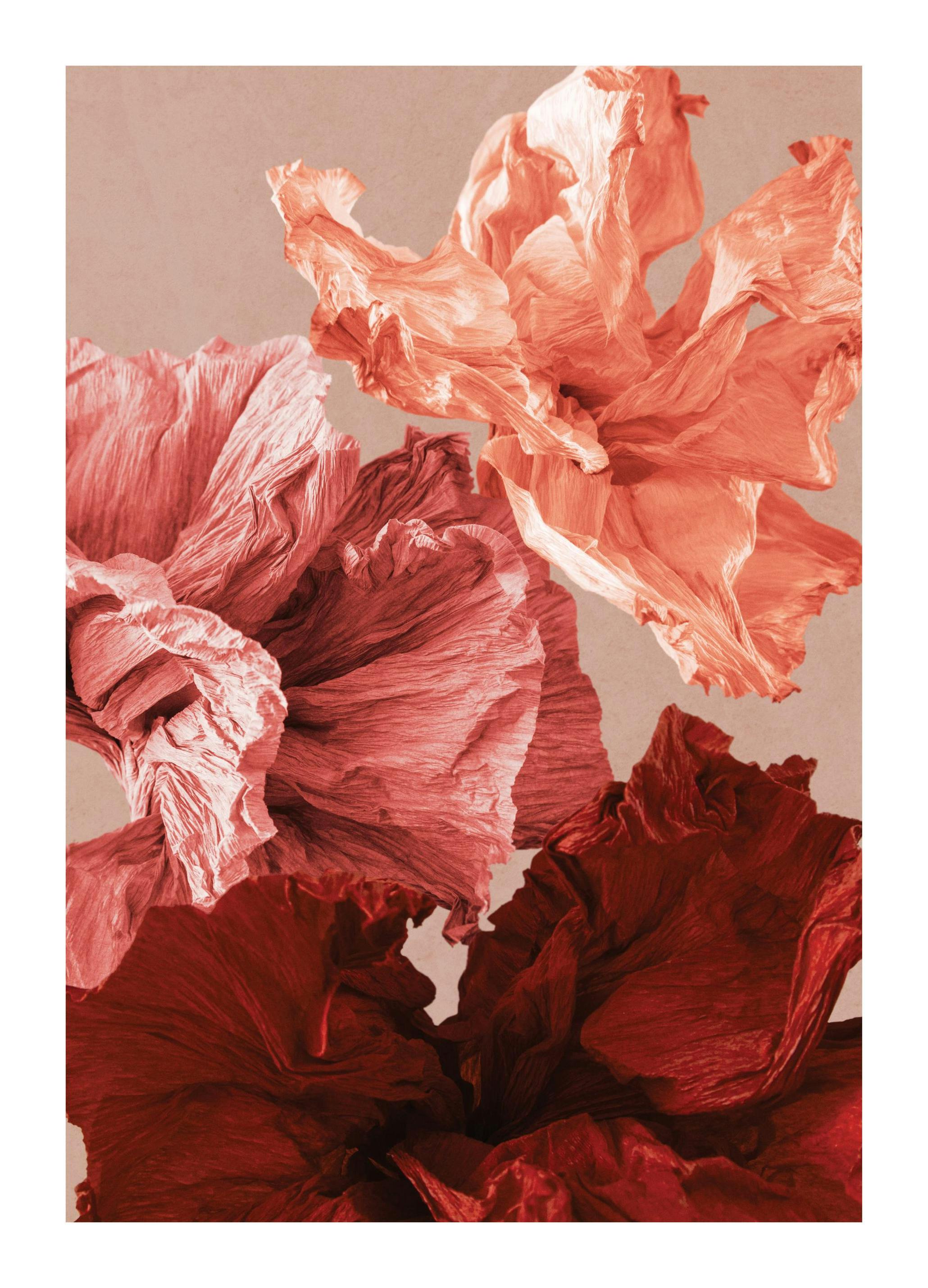 Paper Blossom No2 Poster (50x70 cm)- Posters de flores