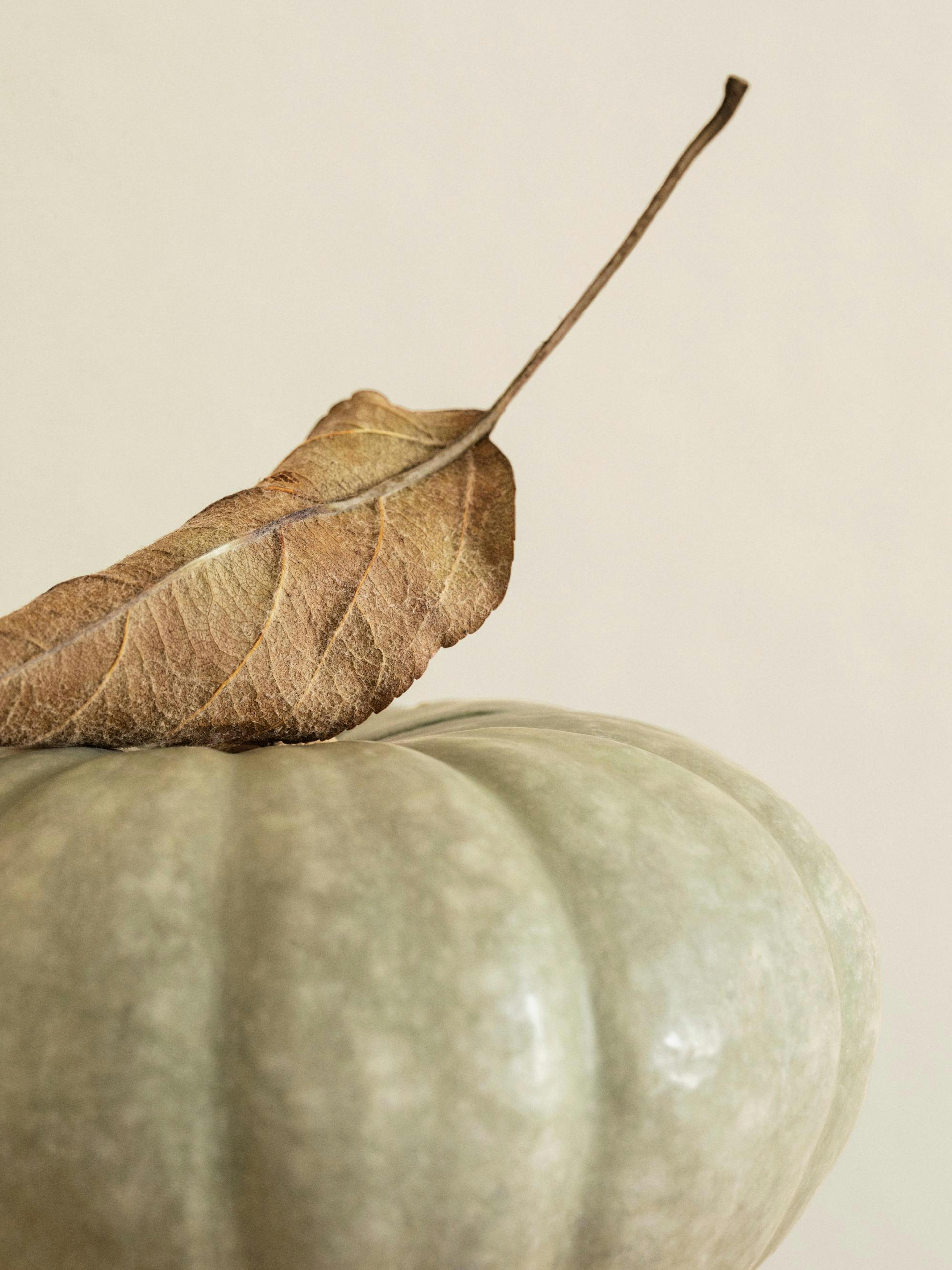 Tørt brunt blad på bleggrønt græskar, lys beige baggrund. Efterårstema, naturlig stil.