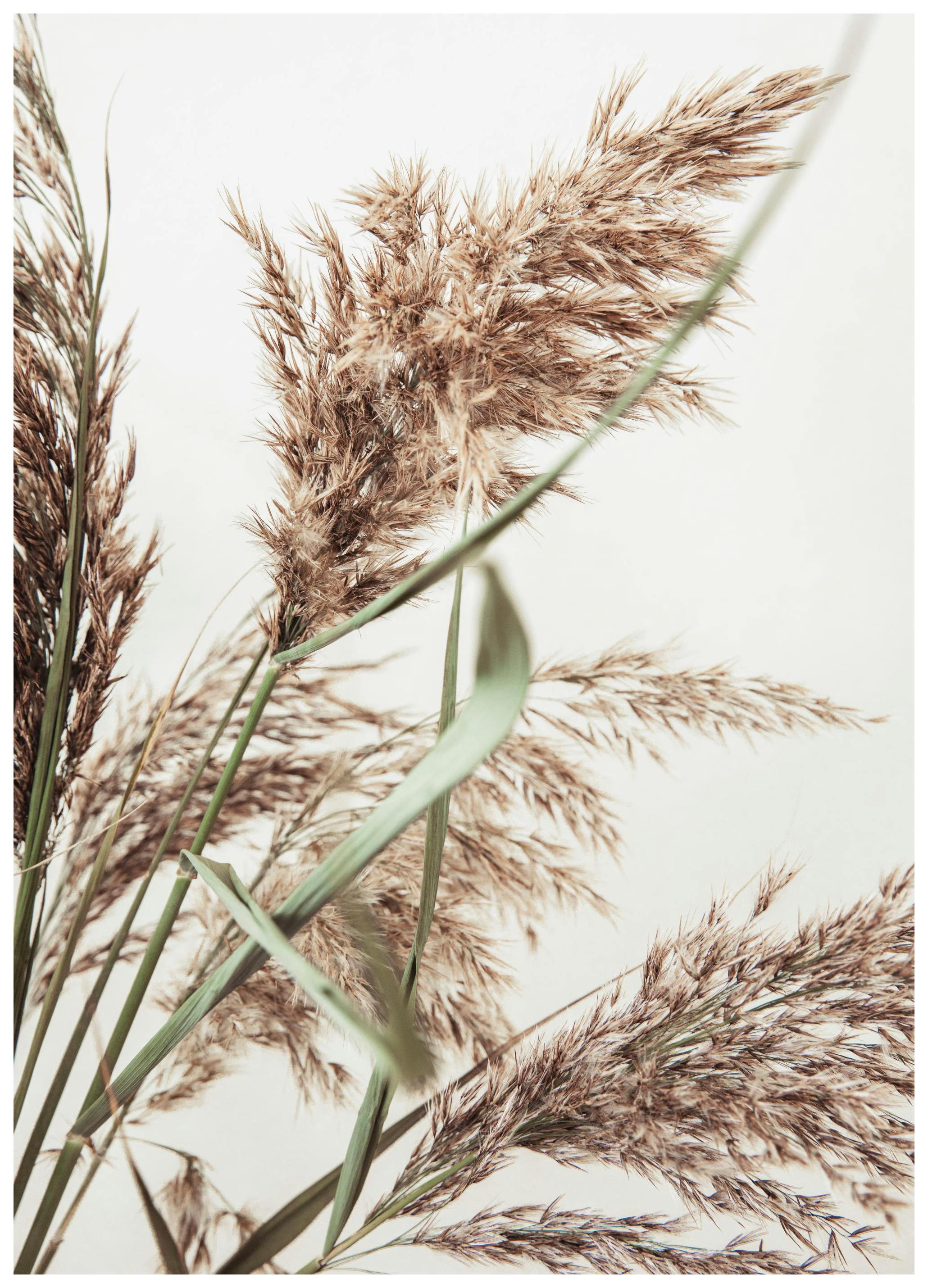 Rustic Reed Poster (50x70 cm)